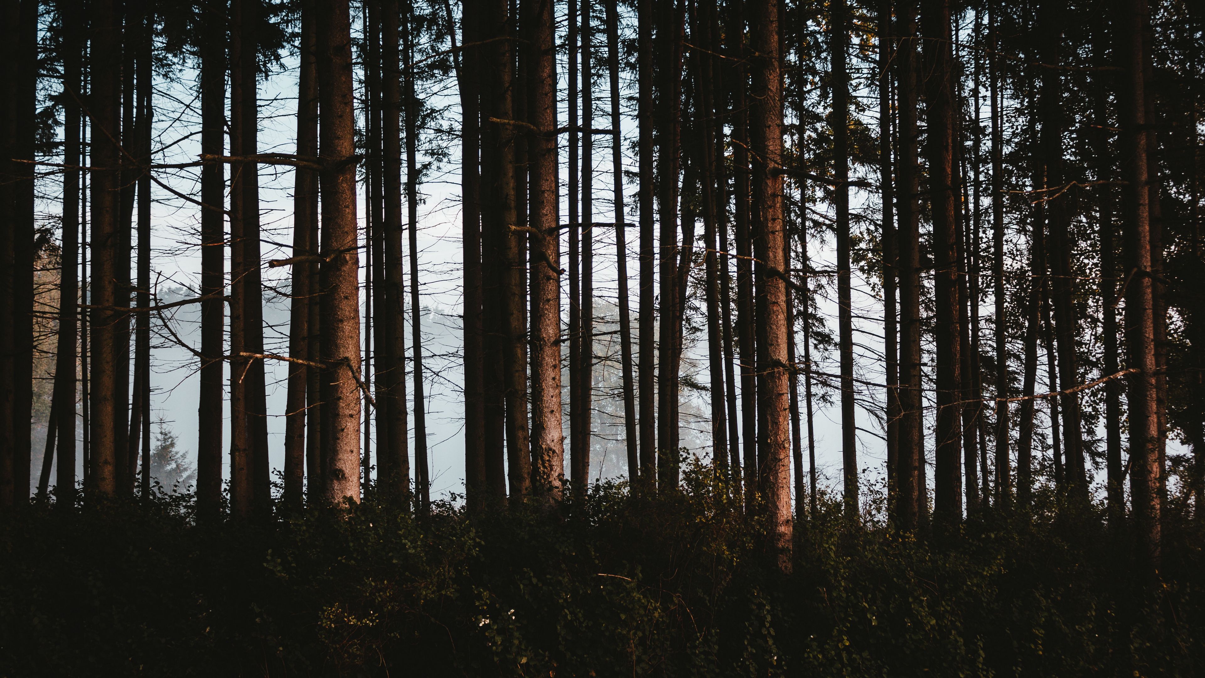 forest, trees, fog, trunks, 4k, HD Wallpaper