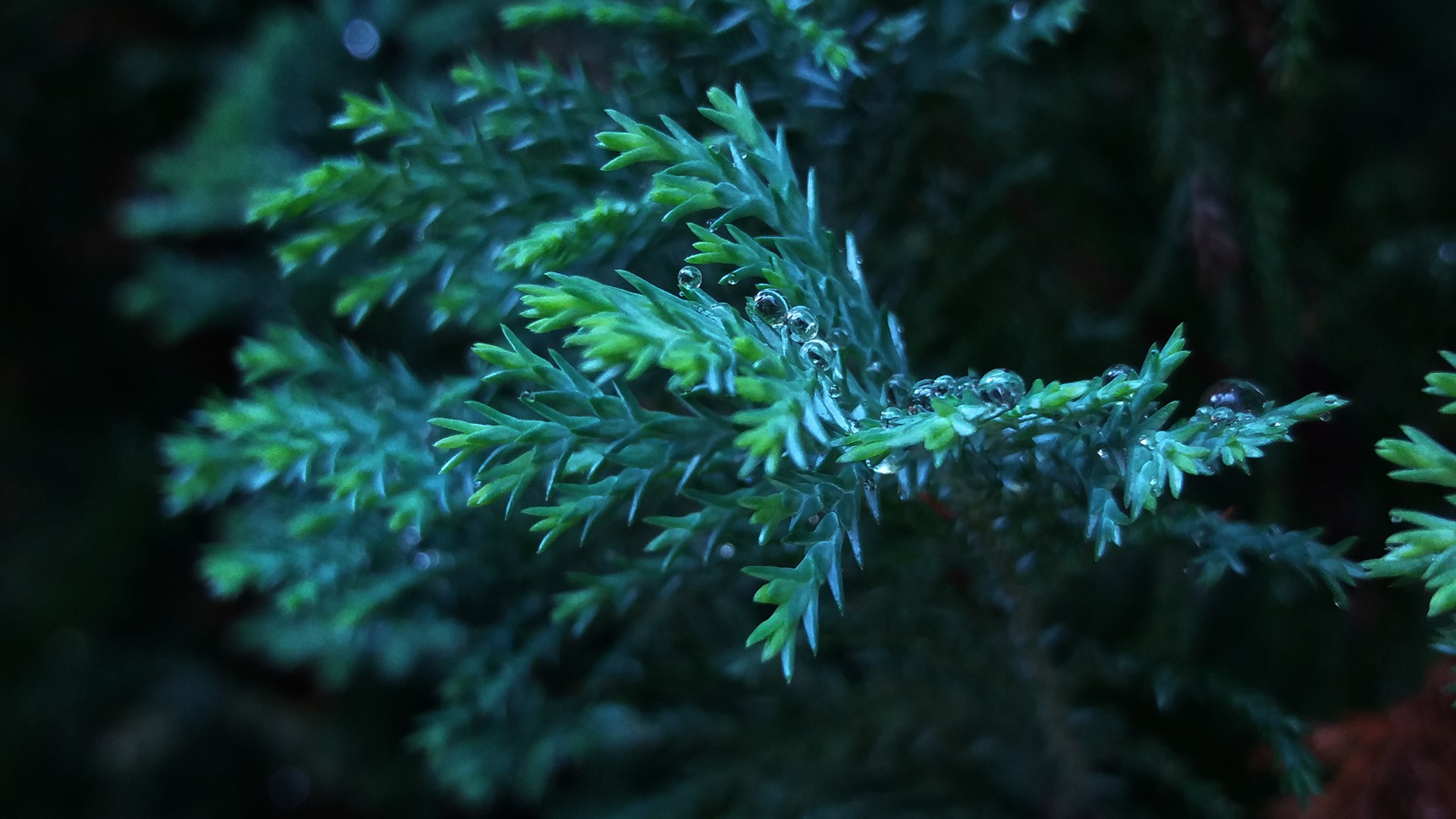 nature, water drops, bokeh, plants, outdoors, thuja, macro, HD Wallpaper