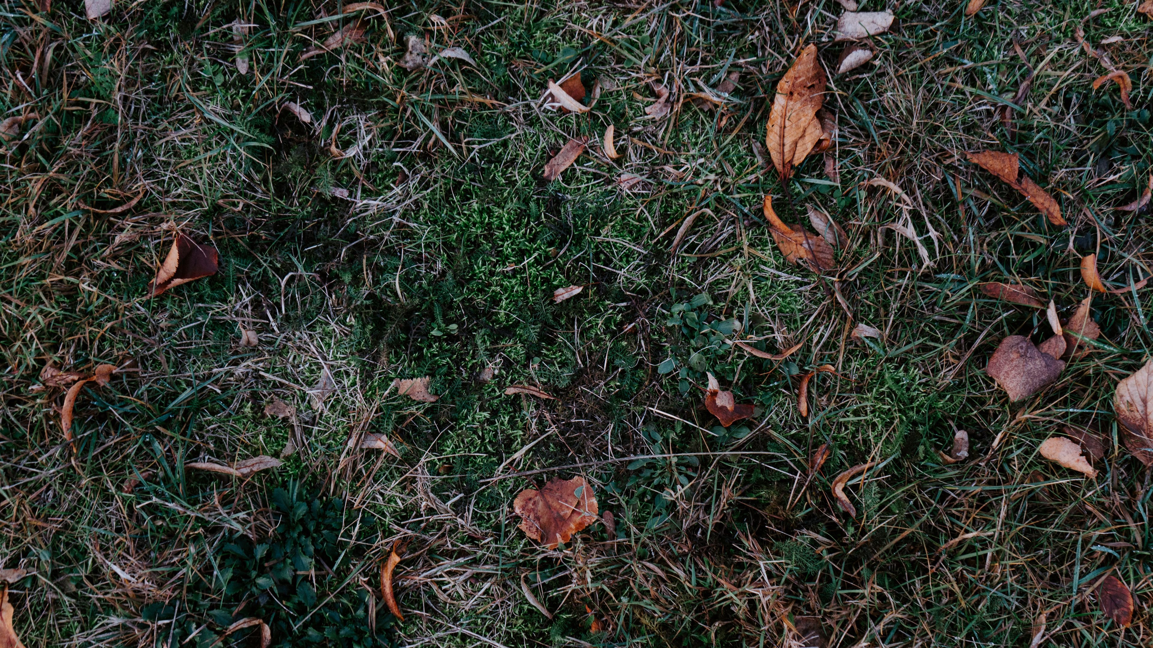 grass, leaves, autumn, fallen, foliage, 4k, HD Wallpaper