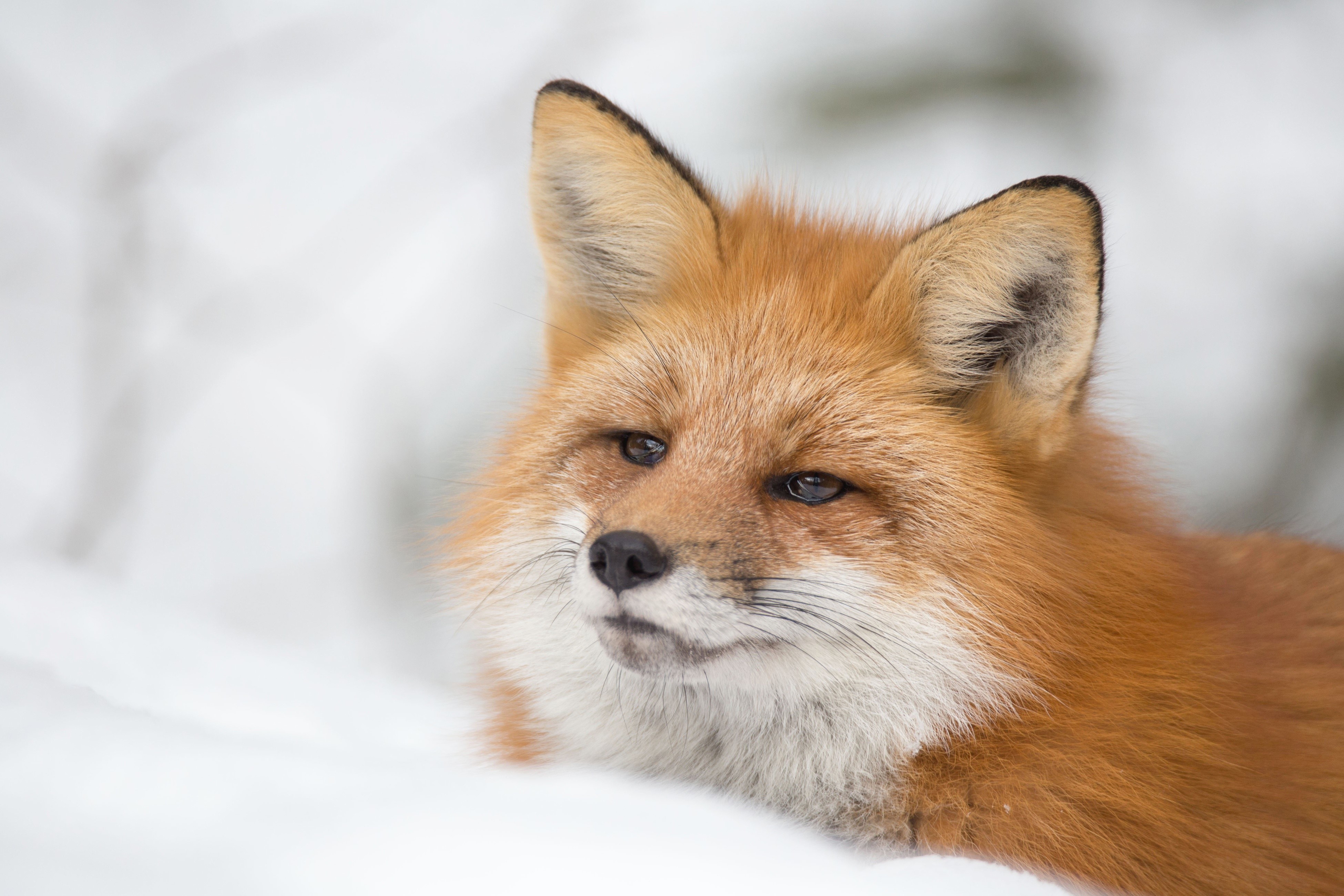 fox, snow, animals, mammals, HD Wallpaper