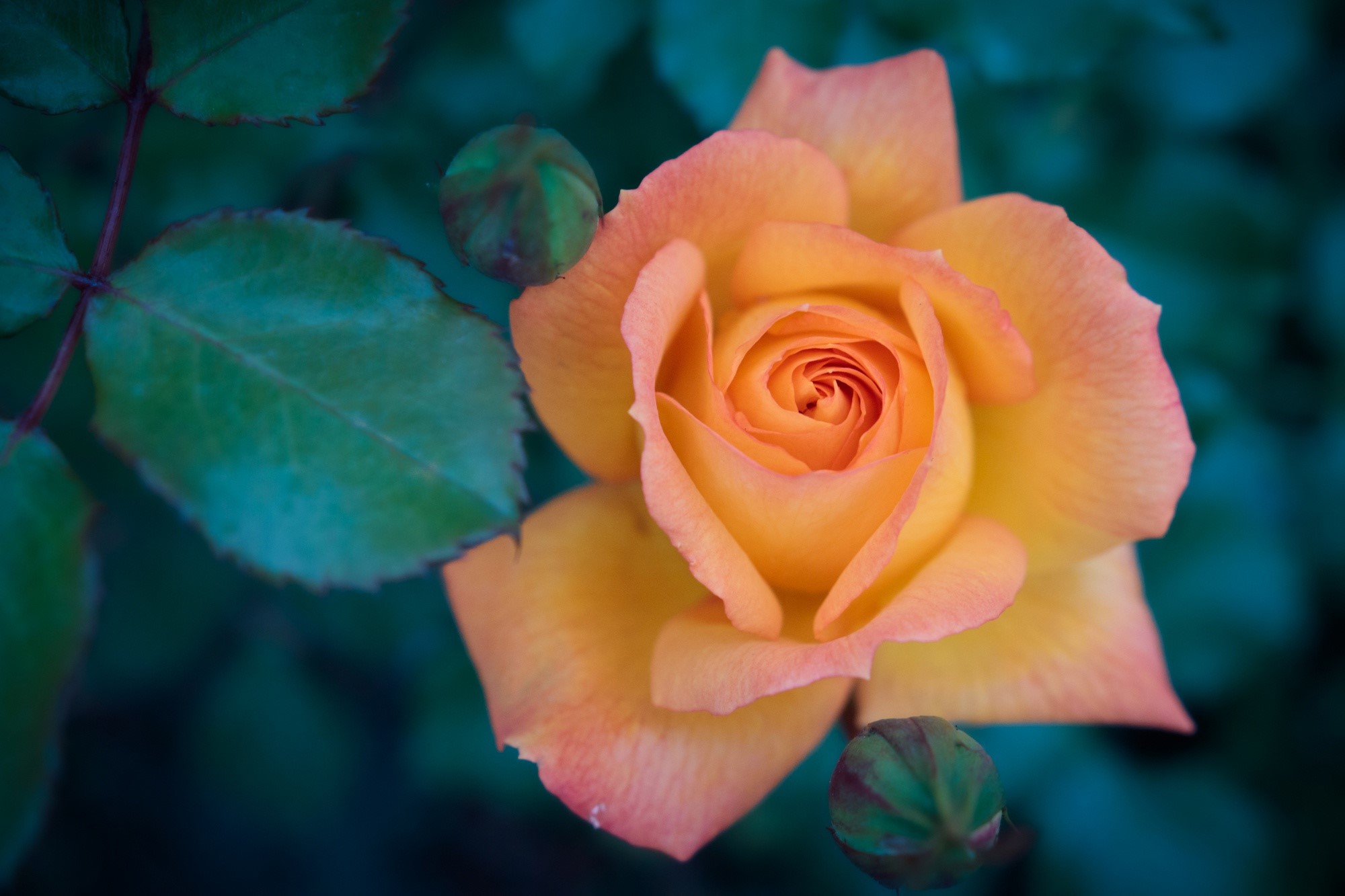 rose, flowers, plants, HD Wallpaper