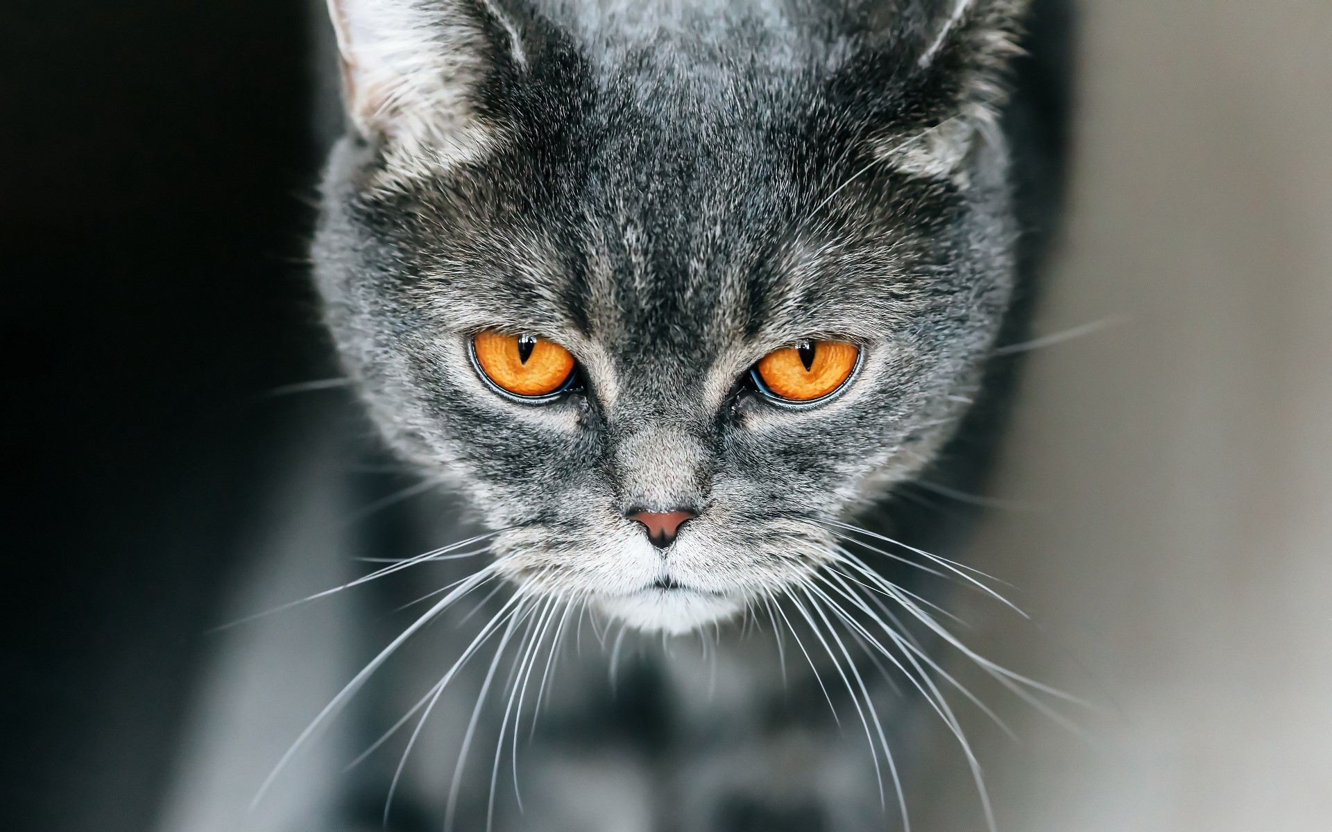 animal eyes, cats, animals, mammals, high angle, HD Wallpaper