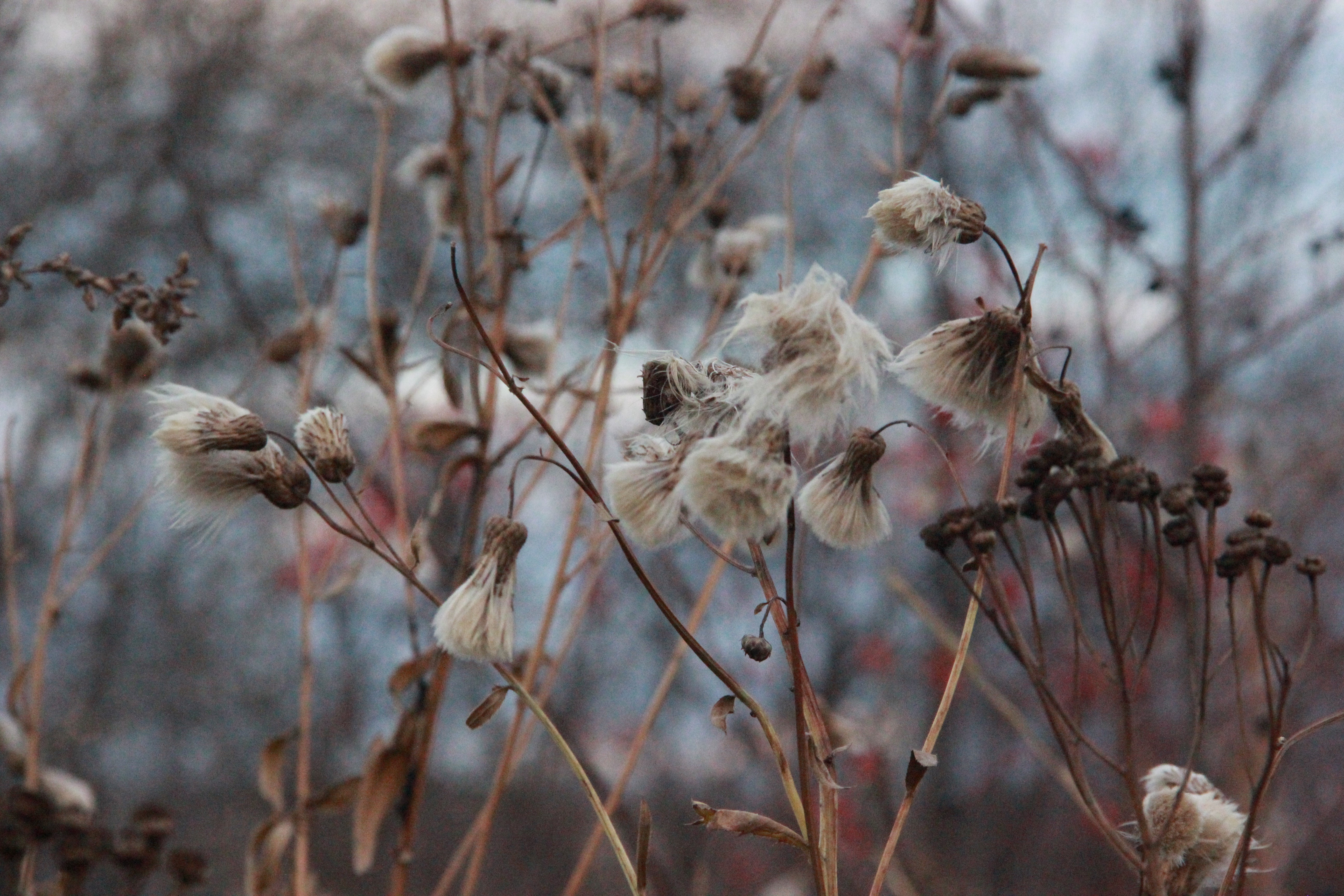photography, macro, grass, fall, HD Wallpaper