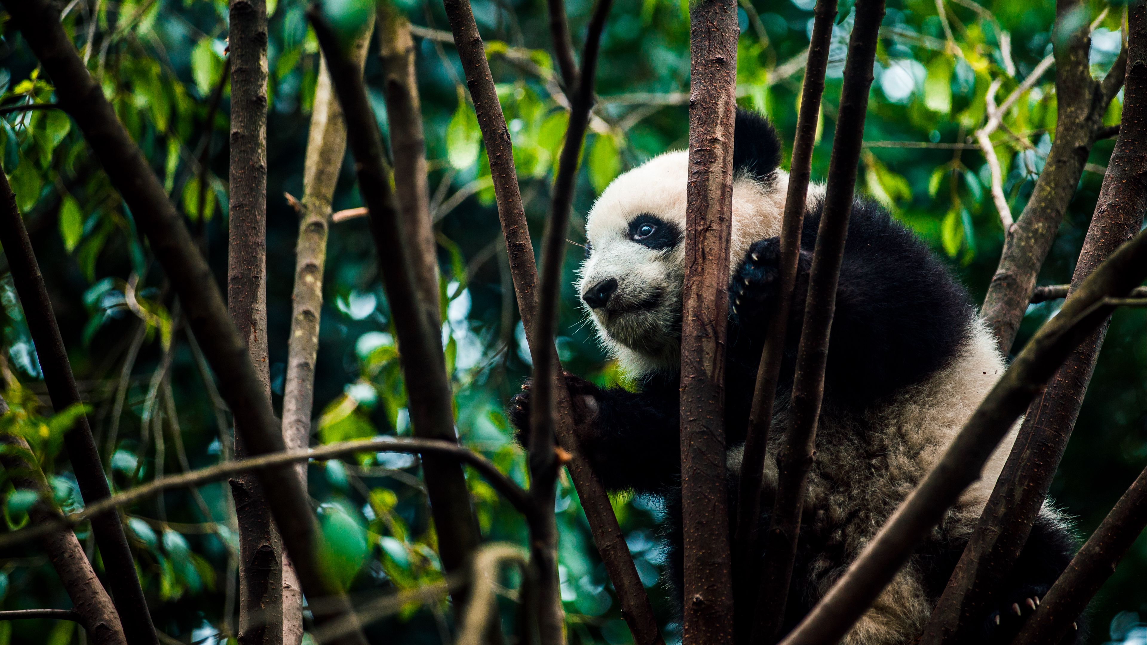 panda, bear, bamboo, branches, 4k, HD Wallpaper