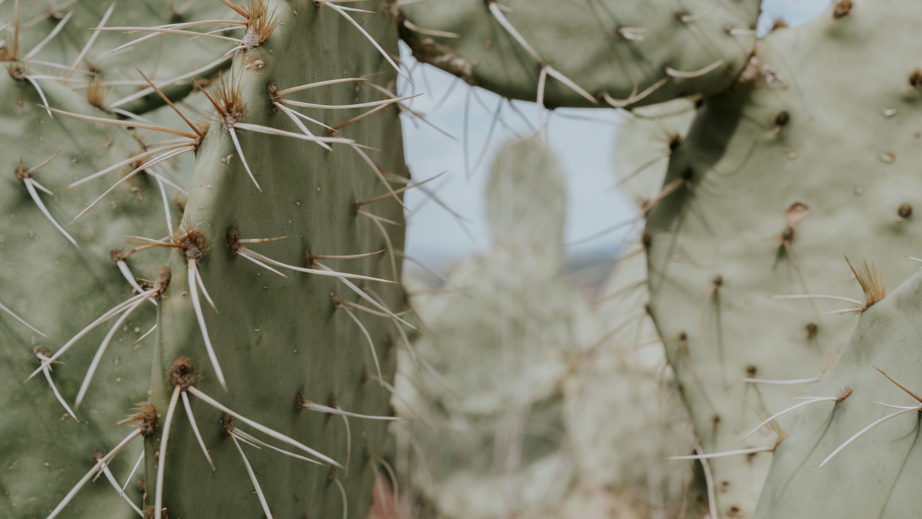 cactus, thorns, needles, spike, 4k, HD Wallpaper