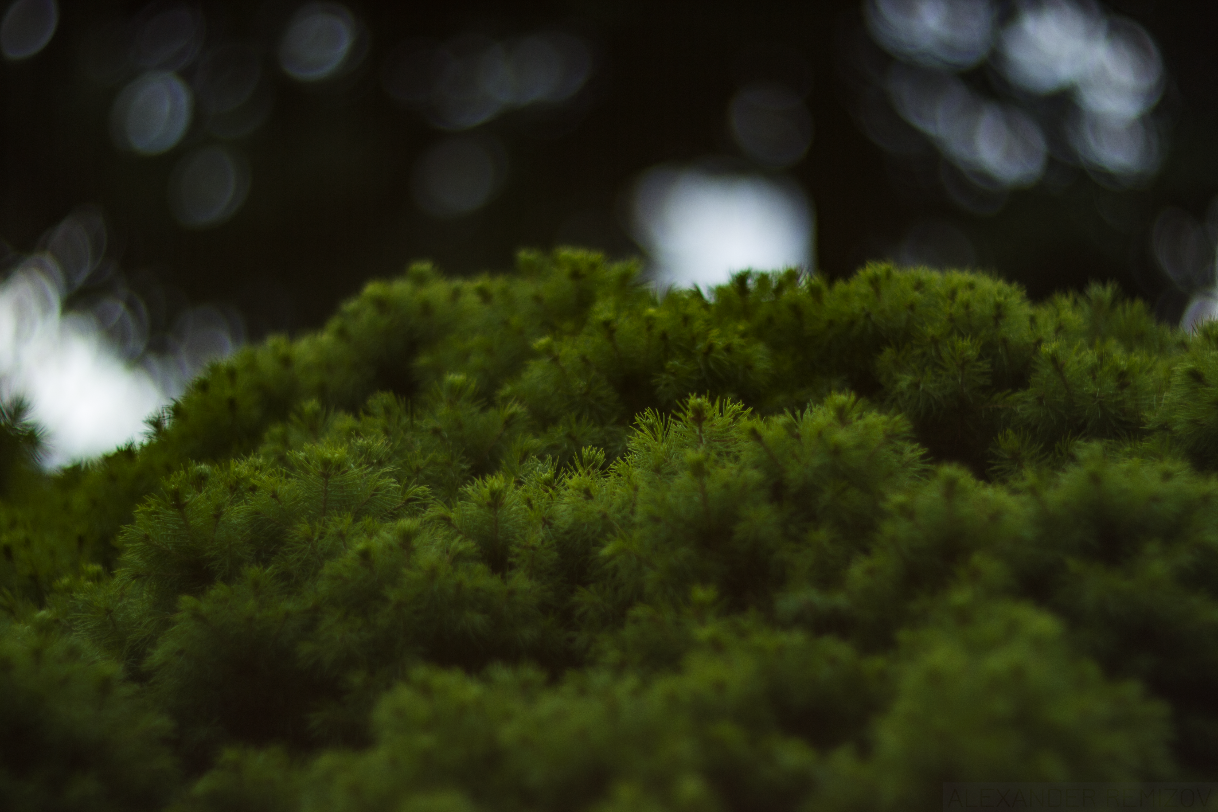 green, spruce, nature, plants, HD Wallpaper