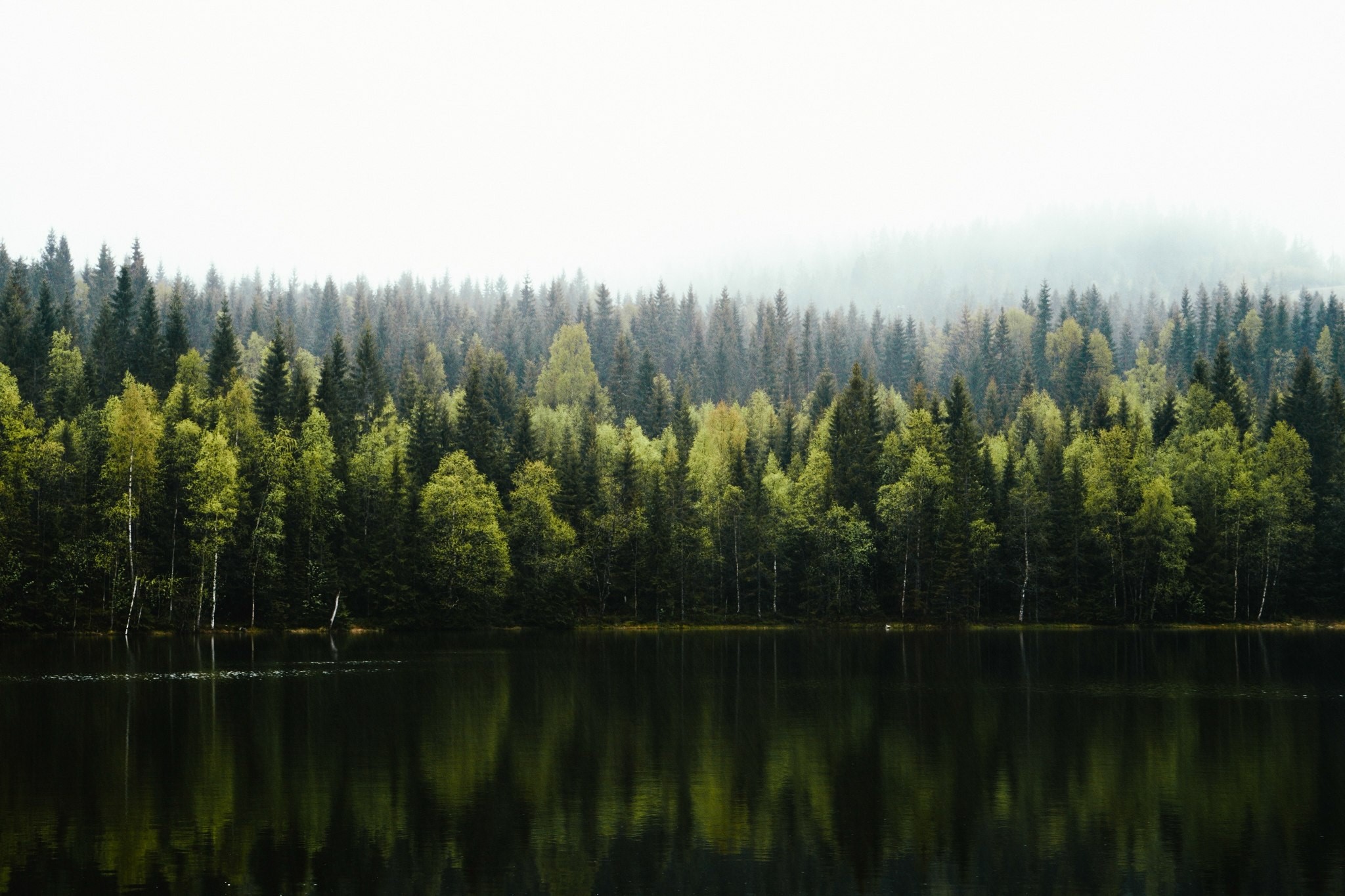 nature, trees, water, lake, forest, shoreline, HD Wallpaper