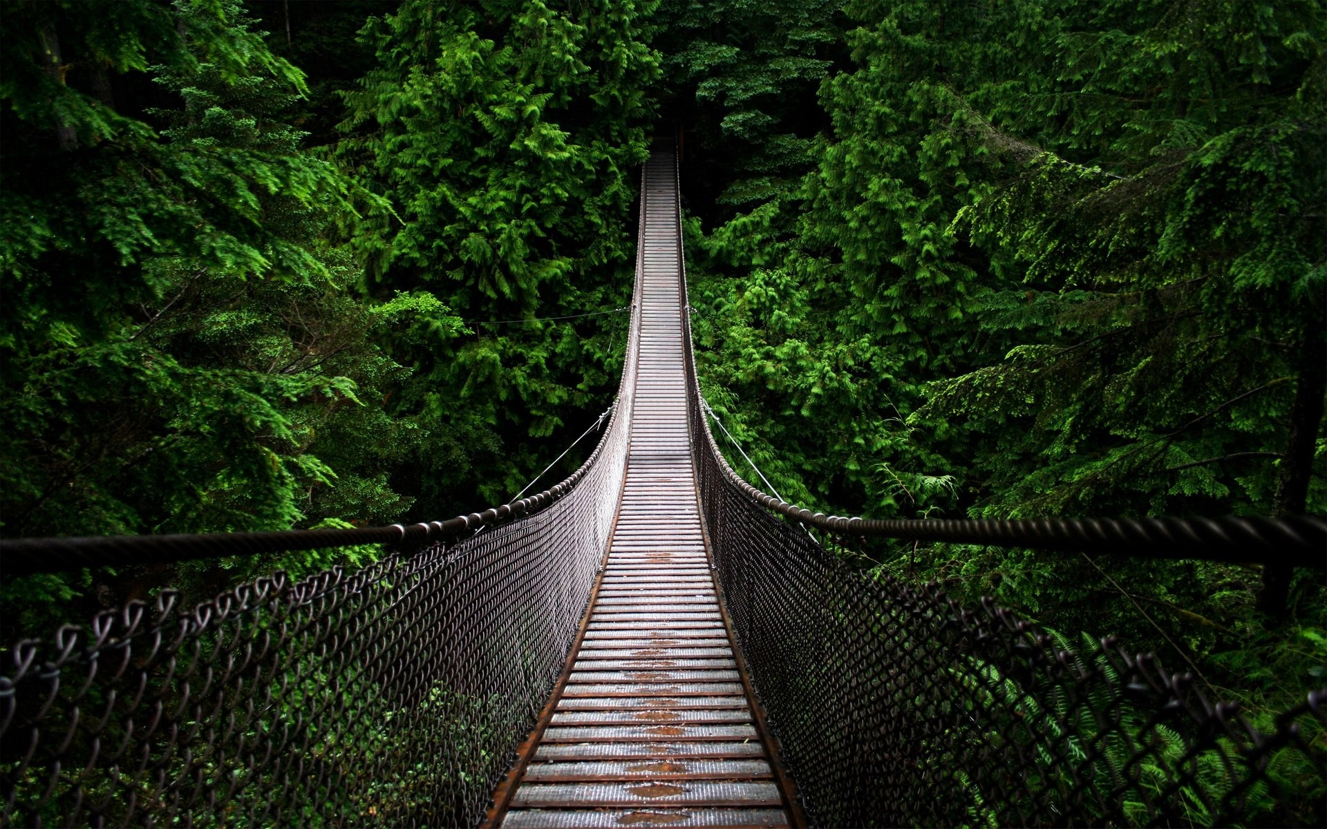 nature, trees, forest, bridge, North, HD Wallpaper