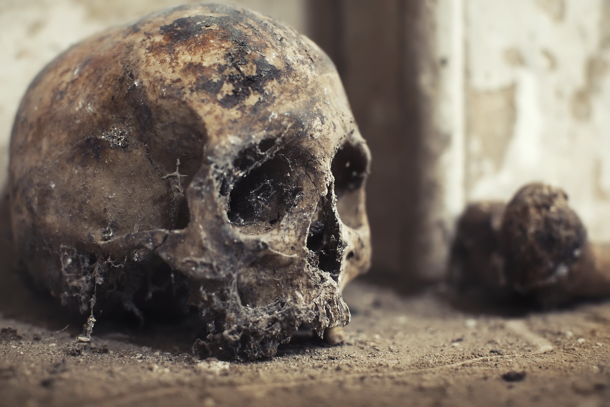 skull, bones, old, HD Wallpaper