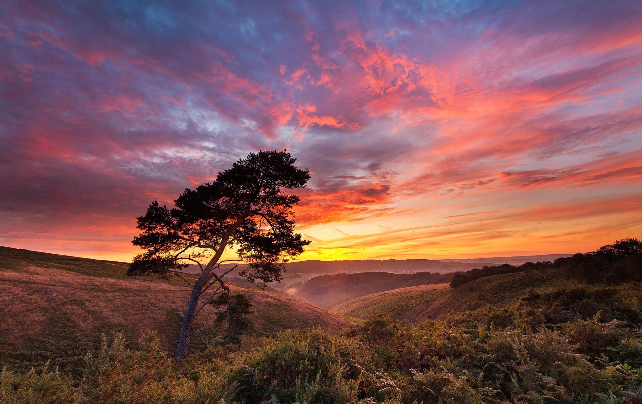 sky, sunlight, nature, trees, landscape, HD Wallpaper