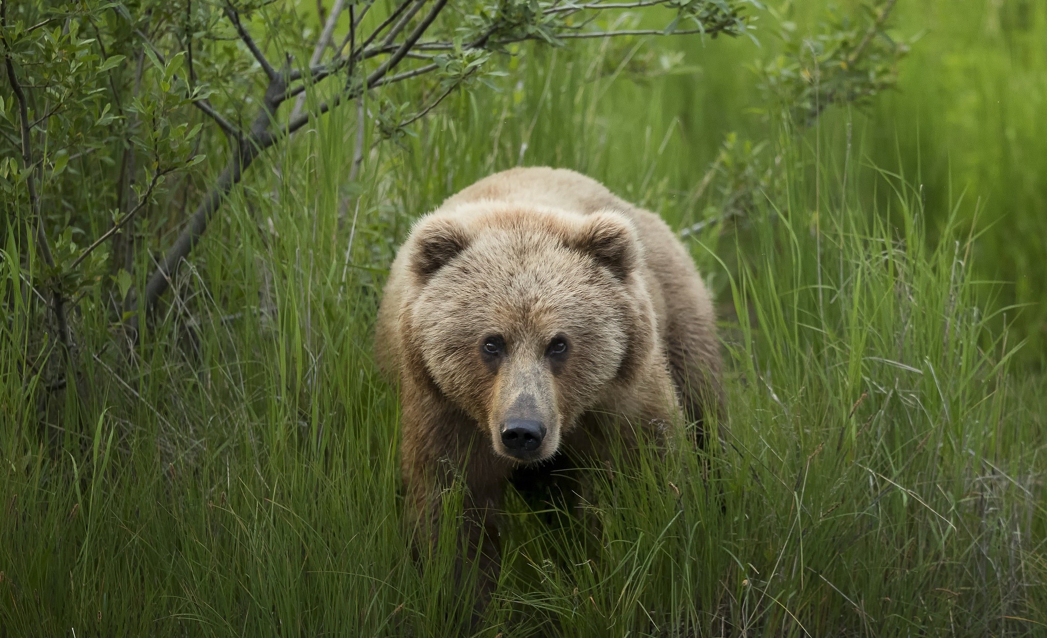 animals, grass, mammals, bears, HD Wallpaper
