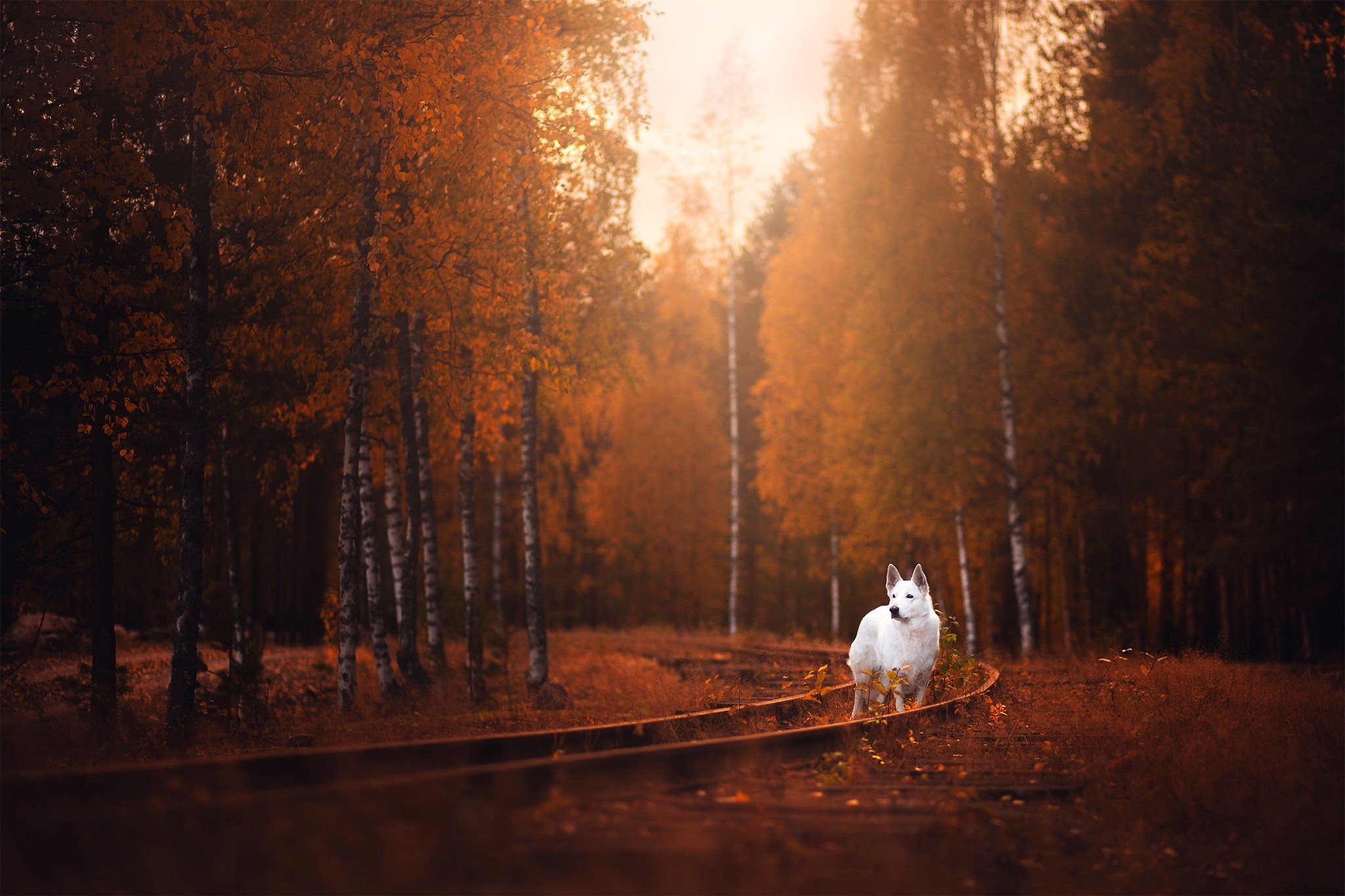fall, trees, dog, outdoors, animals, mammals, HD Wallpaper