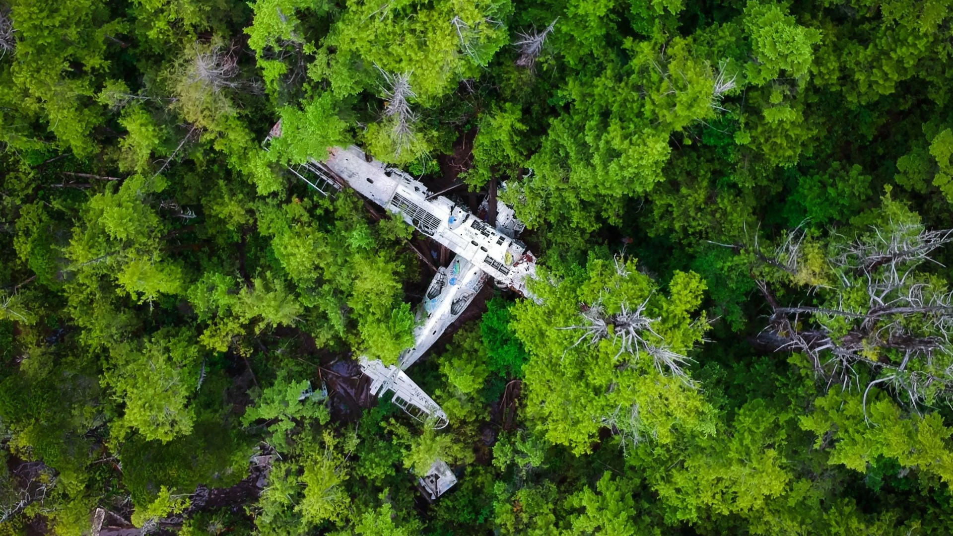 airplane, forest, nature, wreck, photography, vehicle, top view, HD Wallpaper