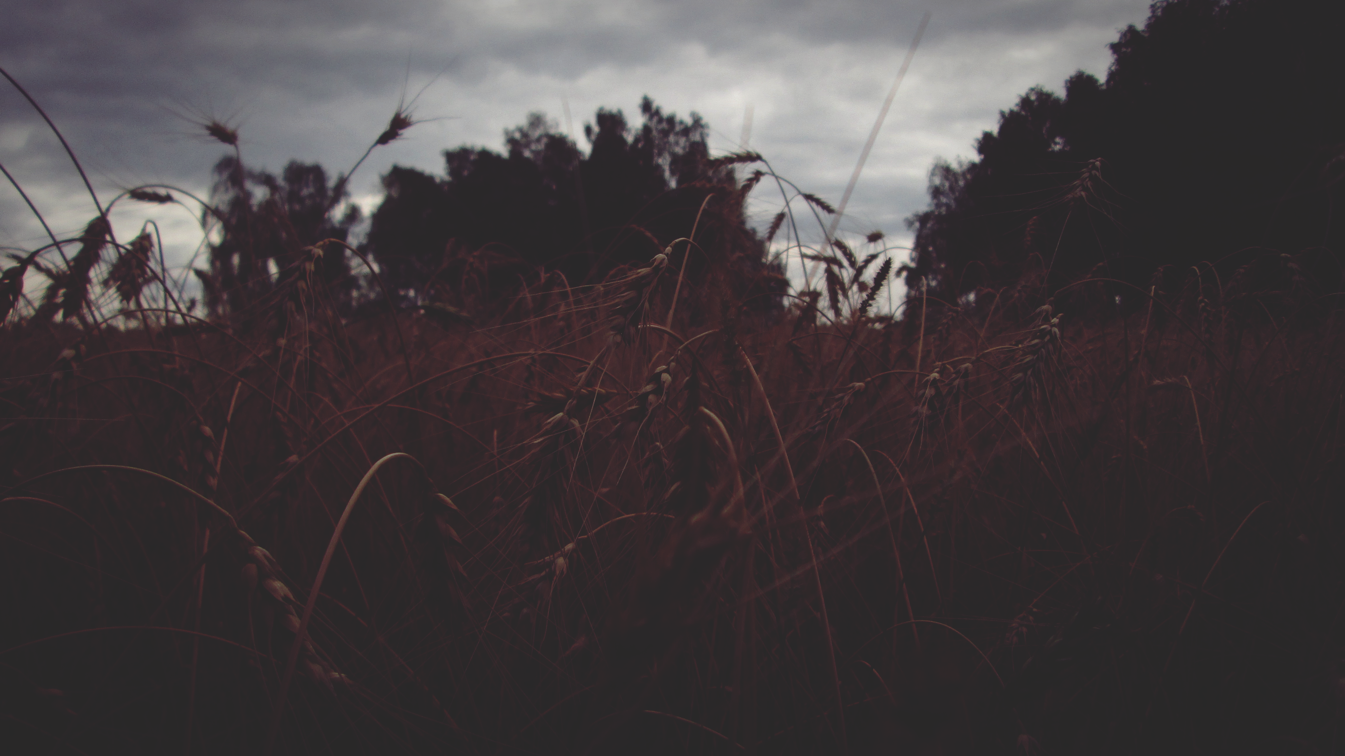 nature, field, plants, HD Wallpaper