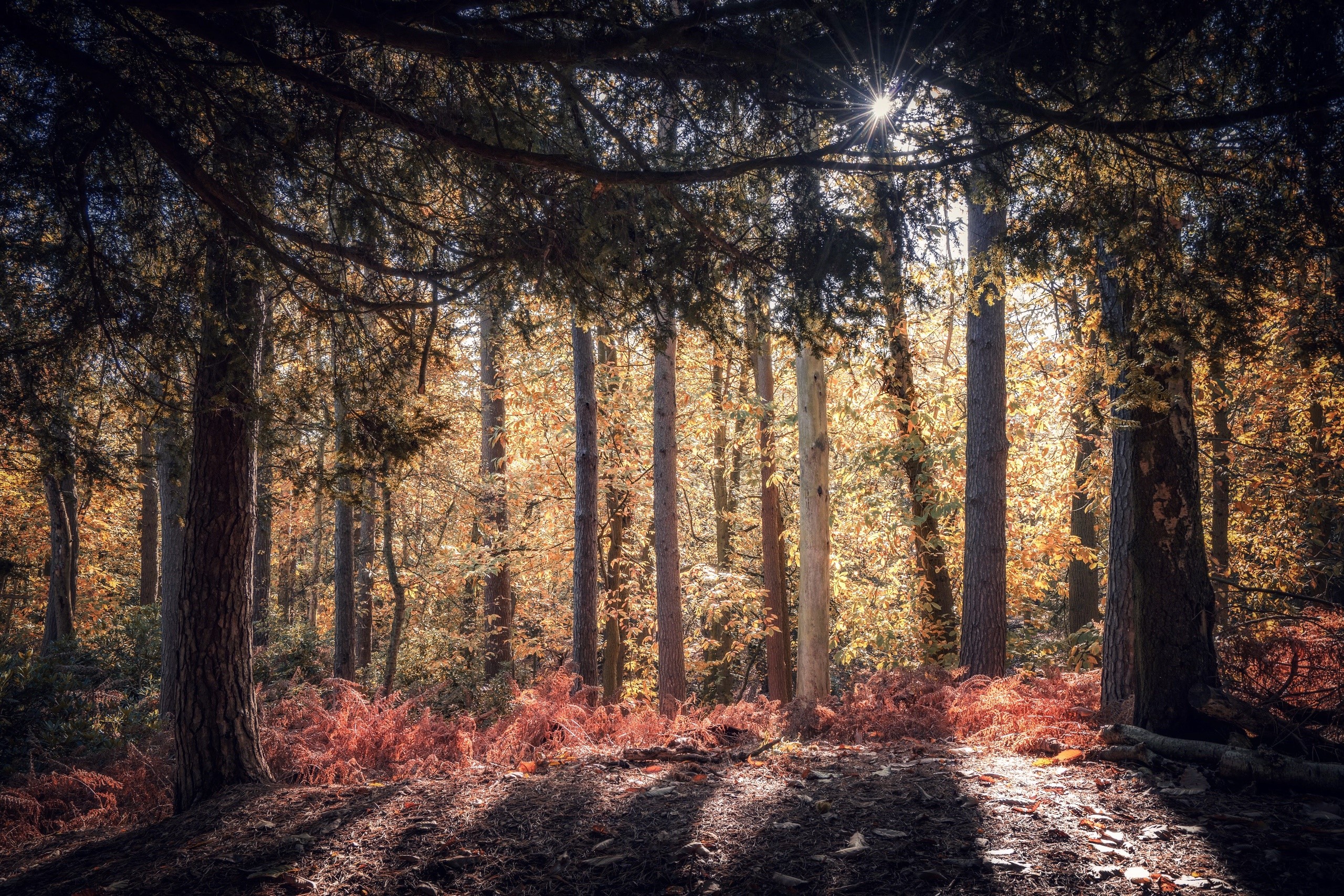 forest, trees, nature, plants, HD Wallpaper