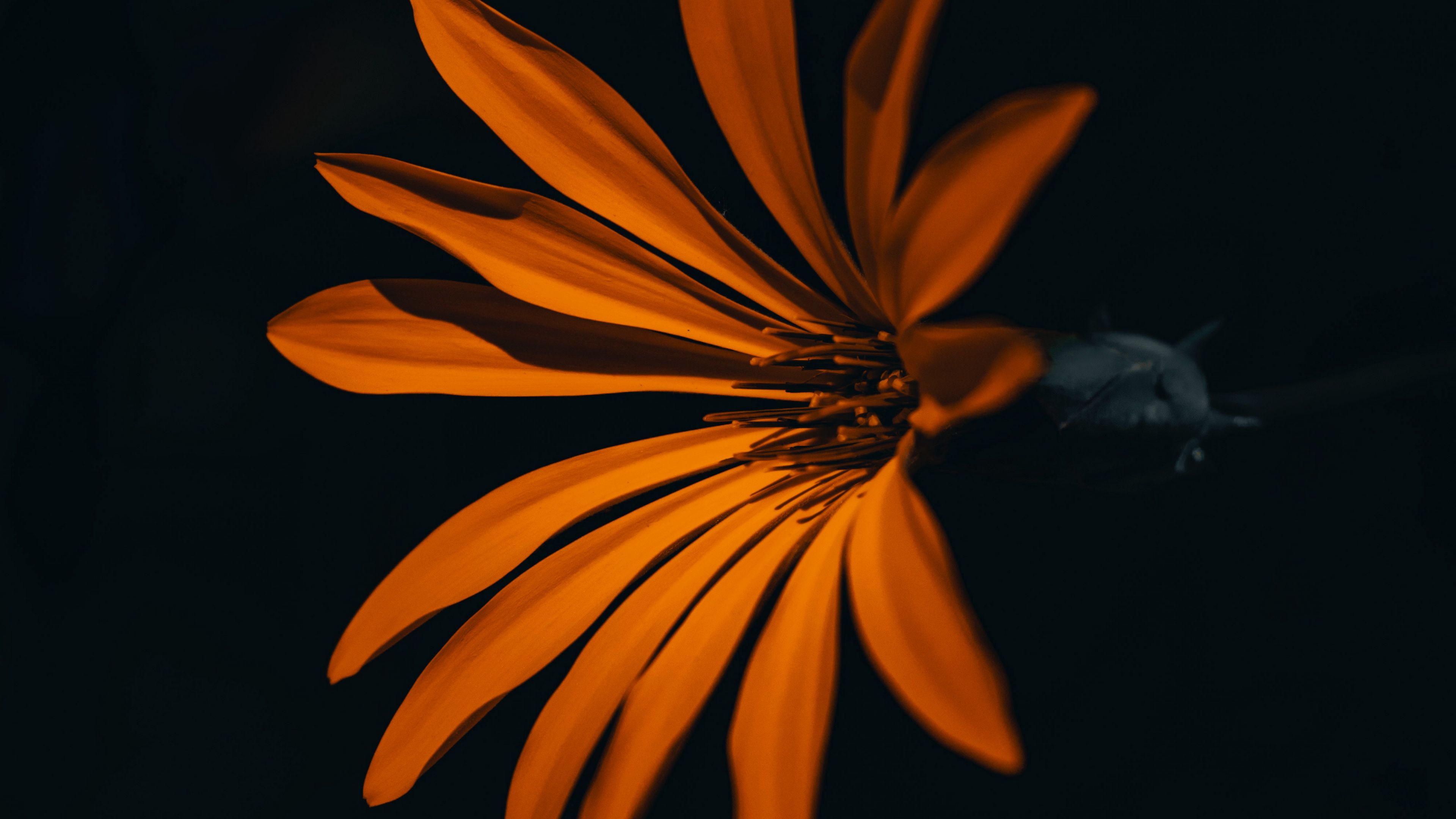 flower, orange, dark, petals, 4k, HD Wallpaper