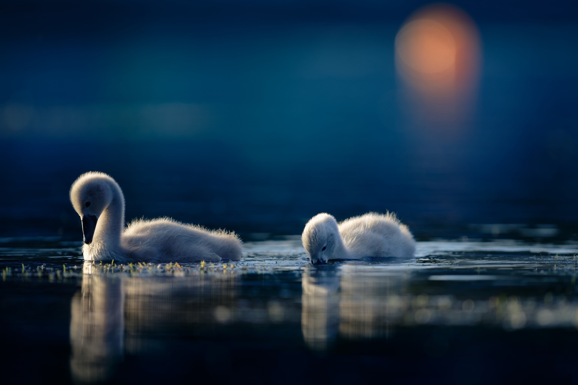 swan, water, dark, animals, birds, HD Wallpaper