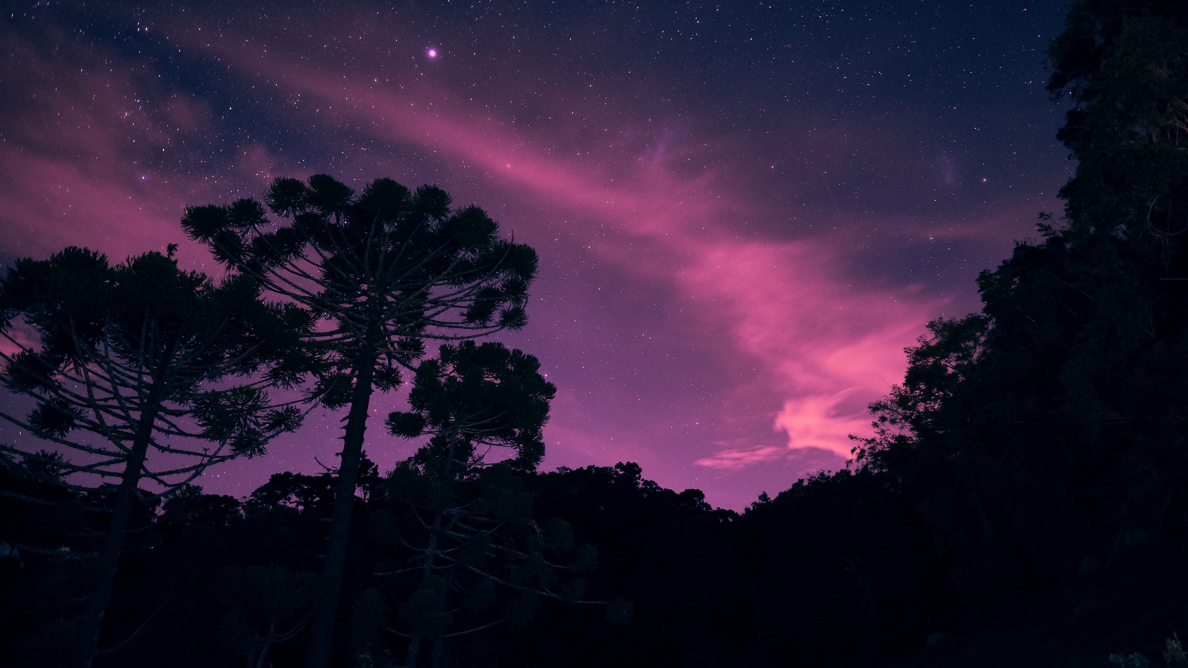 starry sky, night, trees, stars, lights, 4k, HD Wallpaper