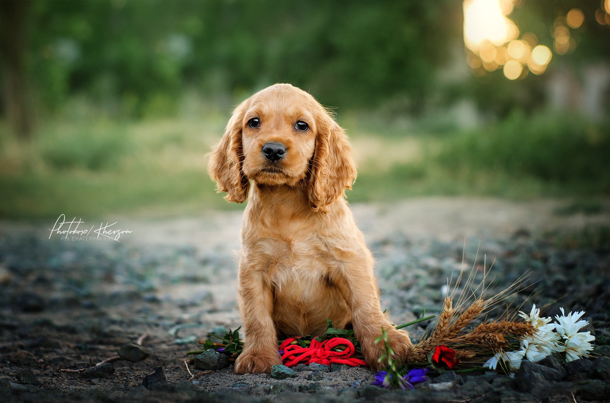 dog, outdoors, animals, mammals, HD Wallpaper