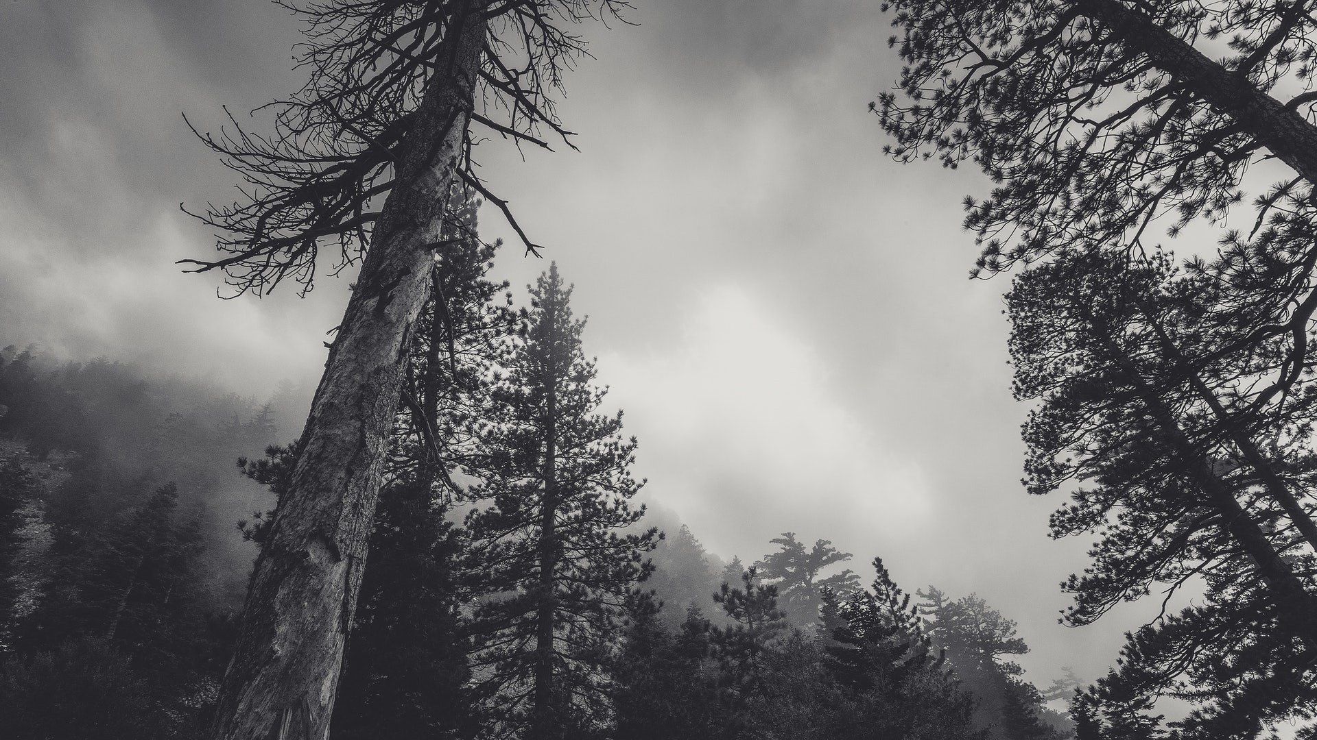 landscape, nature, forest, trees, monochrome, low-angle, HD Wallpaper