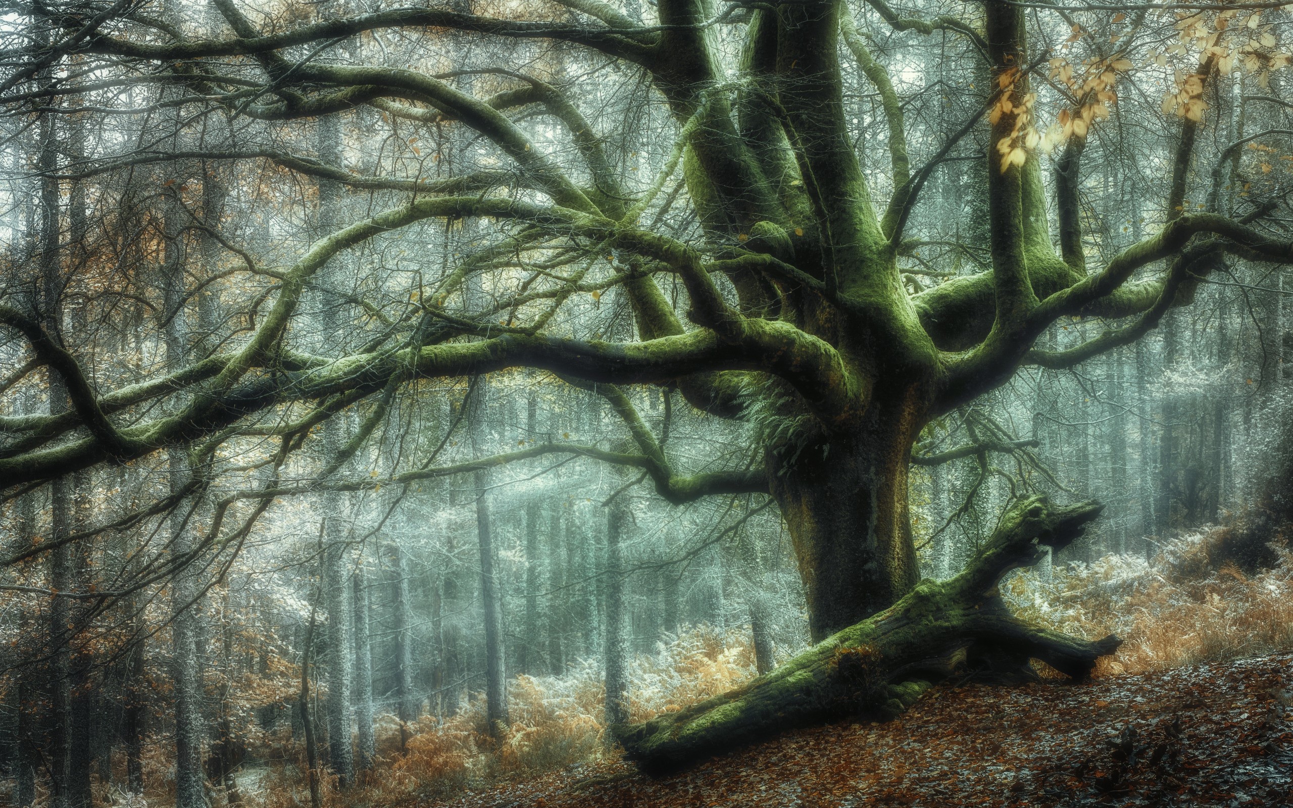 plants, nature, forest, trees, HD Wallpaper