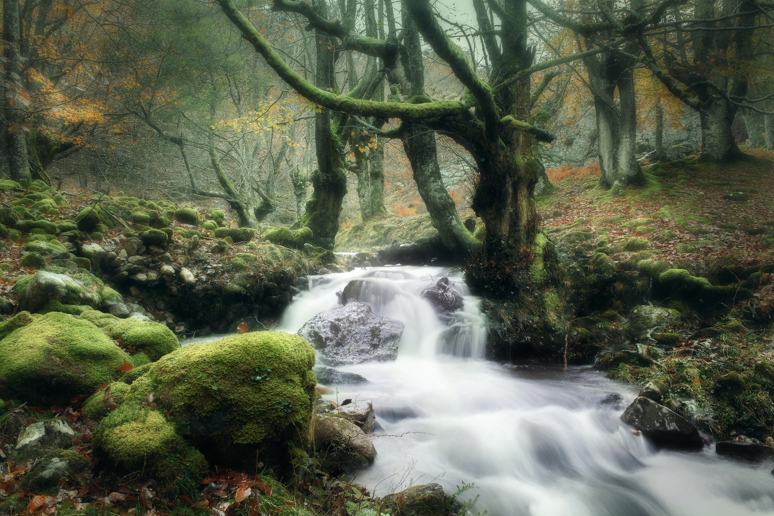 trees, forest, water, plants, nature, HD Wallpaper