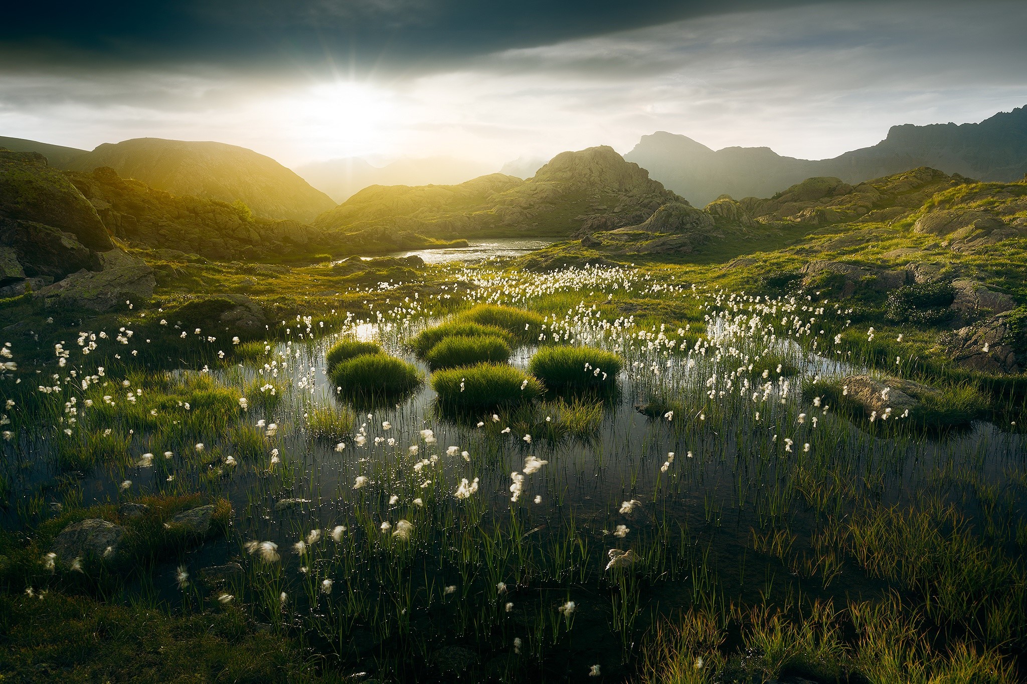 nature, plants, landscape, mountains, HD Wallpaper