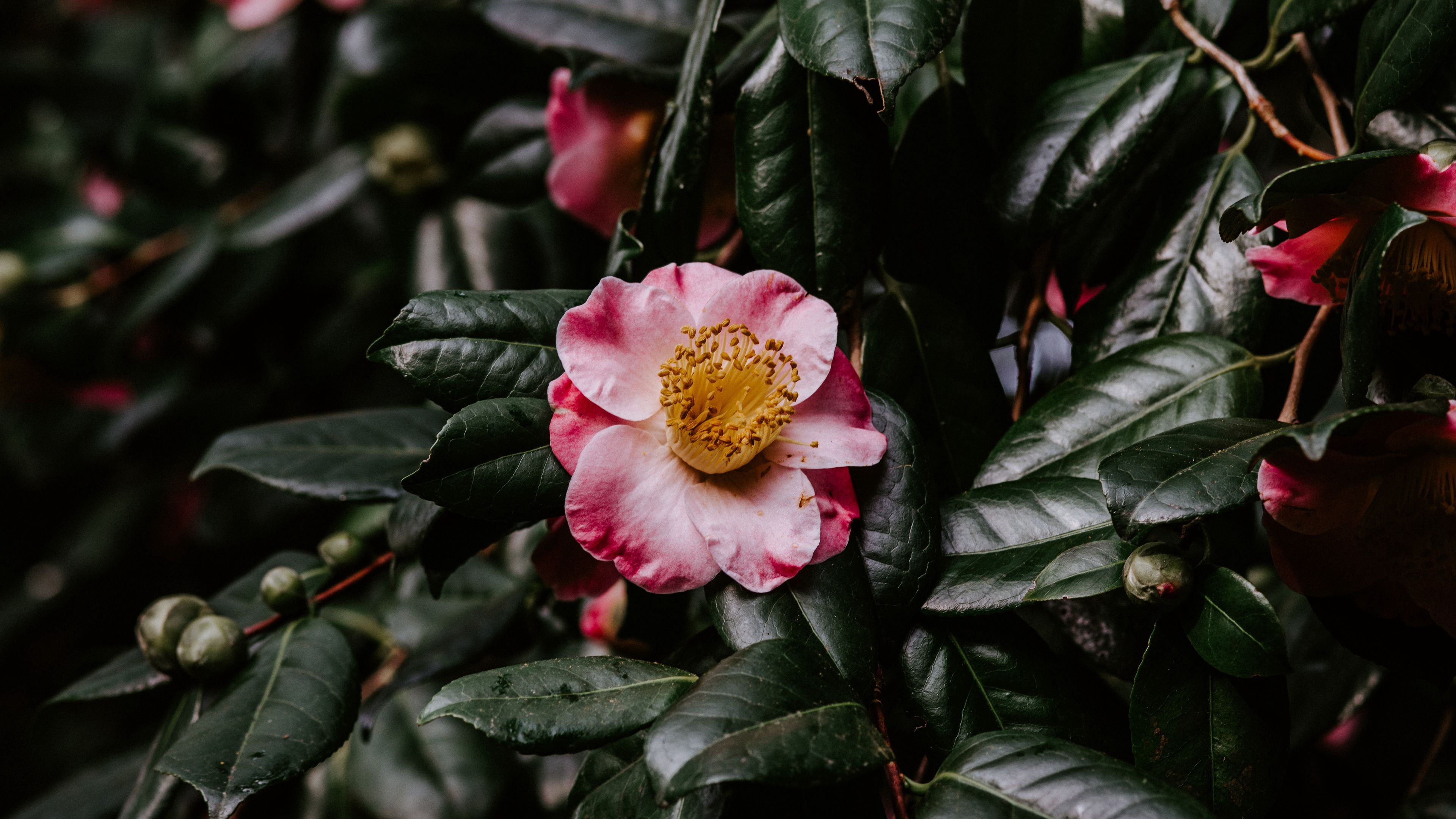 flower, bloom, leaves, branch, macro, 4k, HD Wallpaper