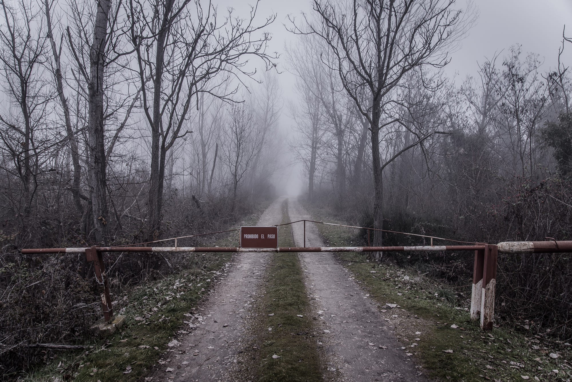 nature, mist, faded, abandoned, road, trees, forest, outdoors, HD Wallpaper