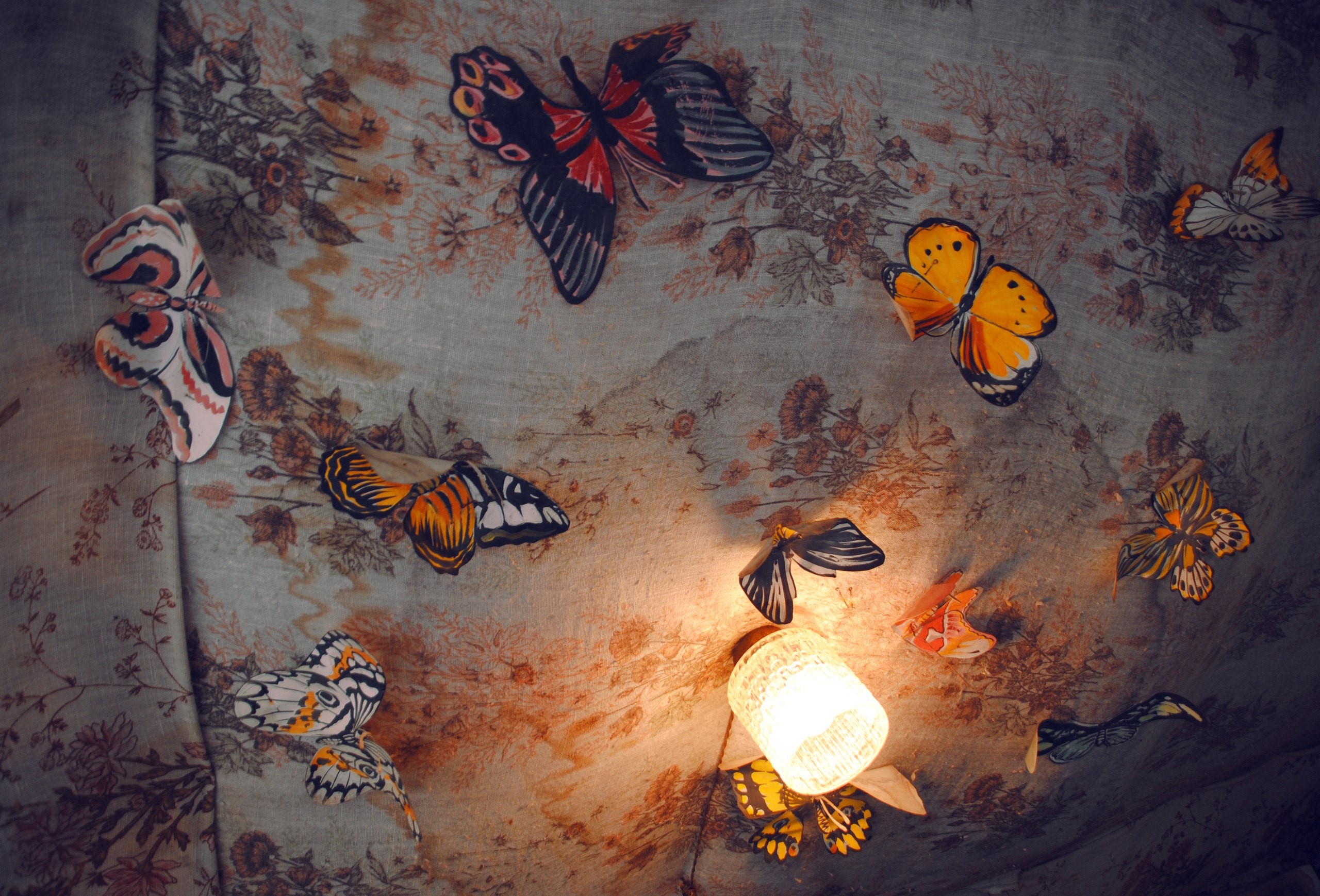 nature, butterflies, warm colors, animals, stickers, HD Wallpaper