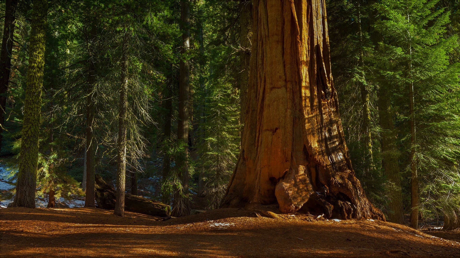 forest, trees, sunlight, leaves, plants, HD Wallpaper