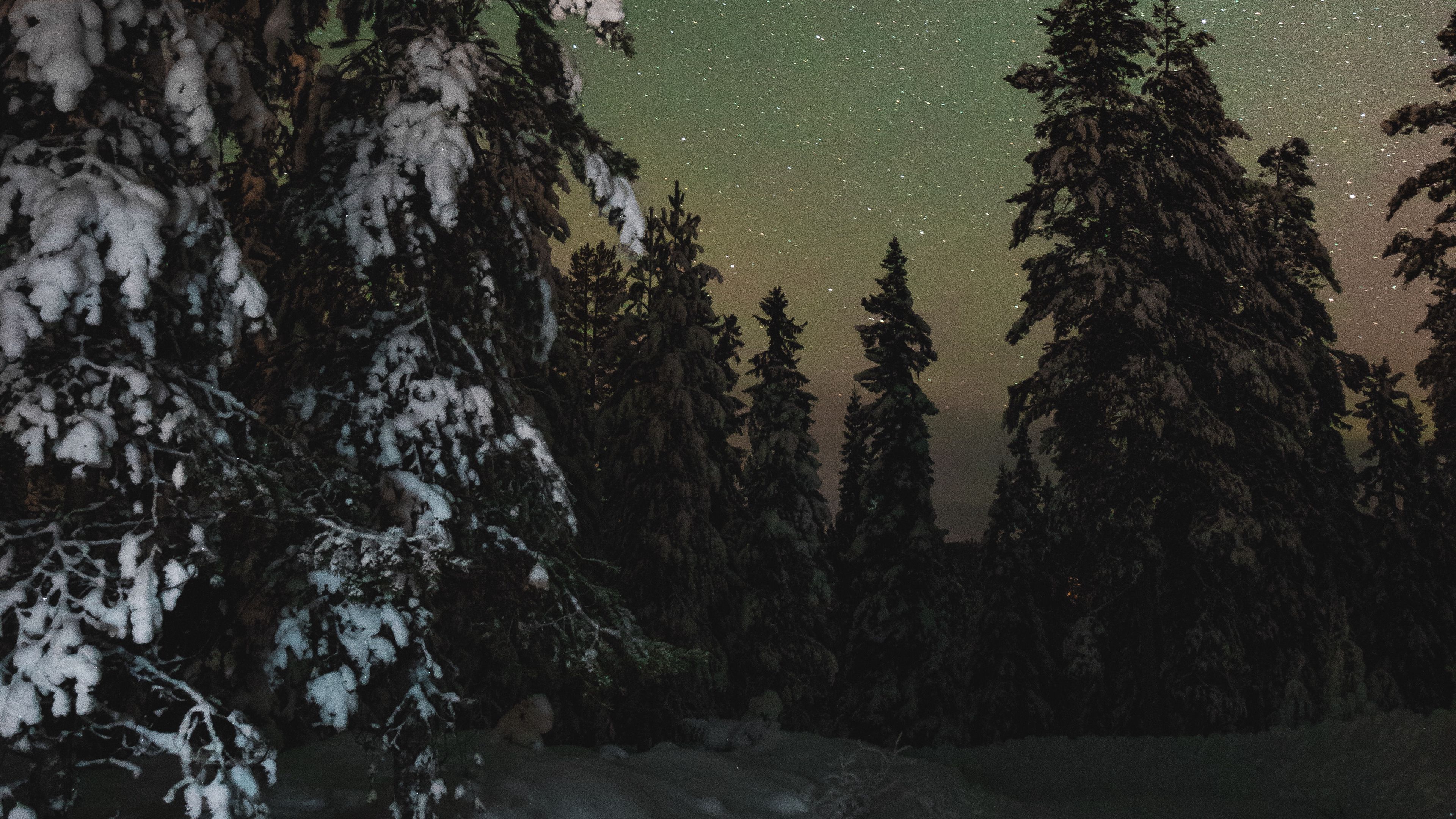 trees, snow, winter, starry sky, stars, night, 4k, HD Wallpaper