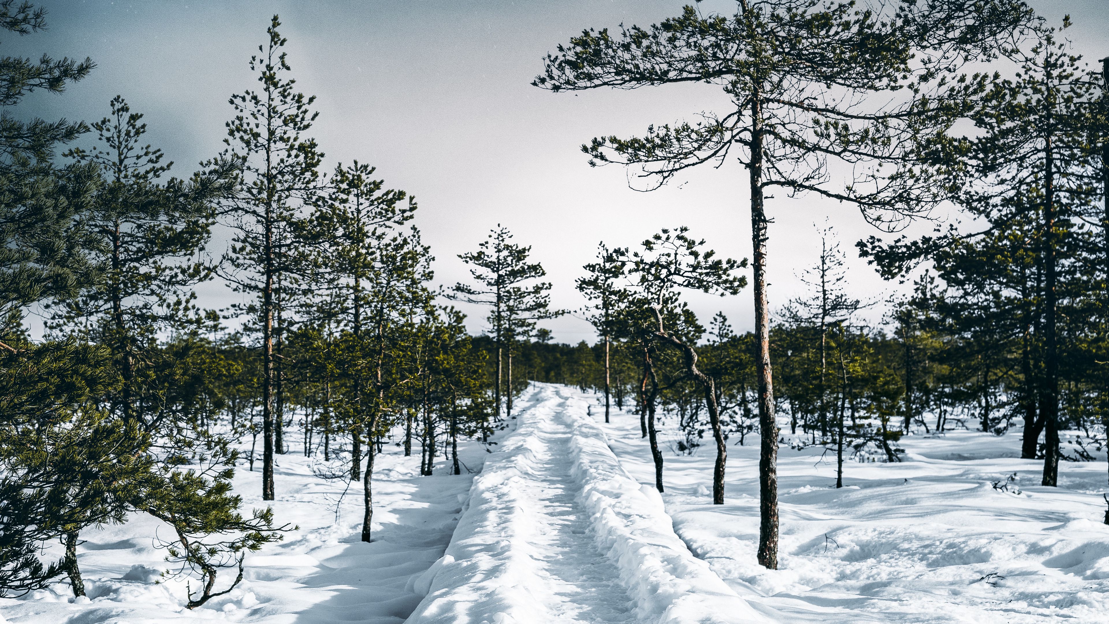 snow, path, trees, forest, sky, winter, 4k, HD Wallpaper