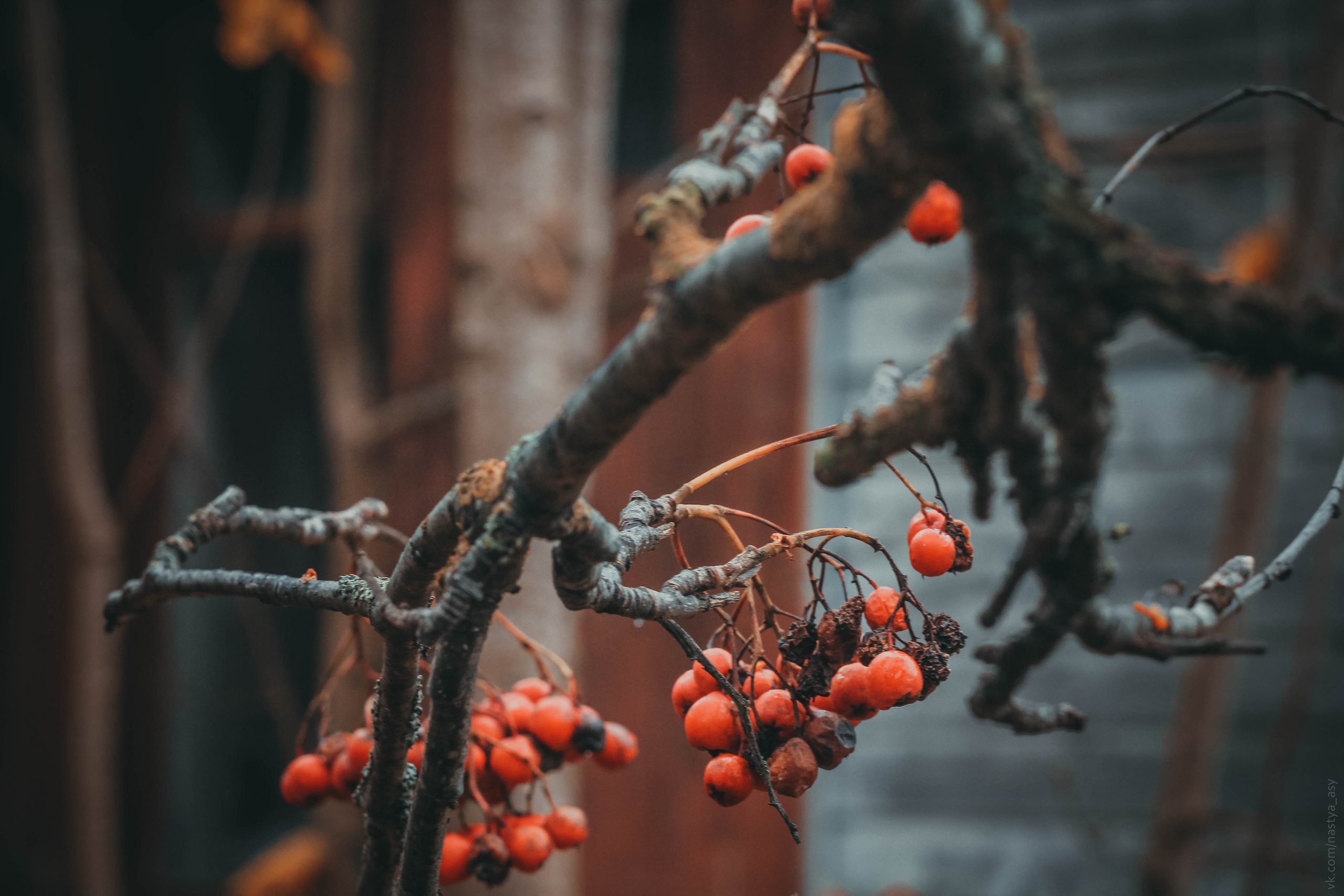fall, branch, berries, red berries, abandoned, wood, outdoors, HD Wallpaper
