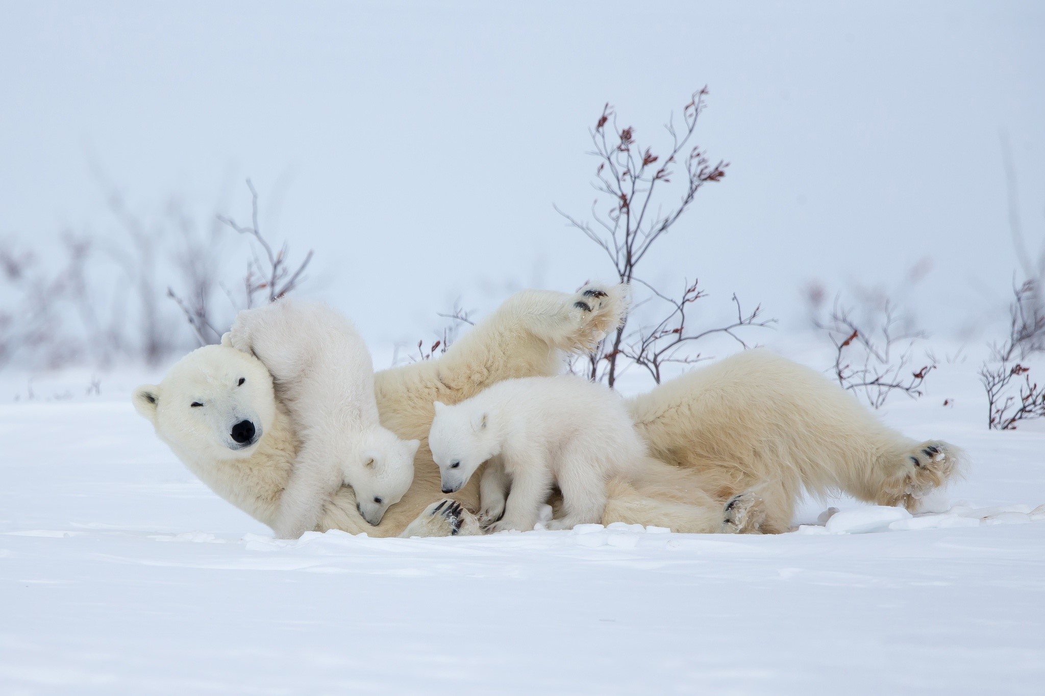 bears, snow, nature, polar bears, animals, mammals, baby animals, playing, white, HD Wallpaper