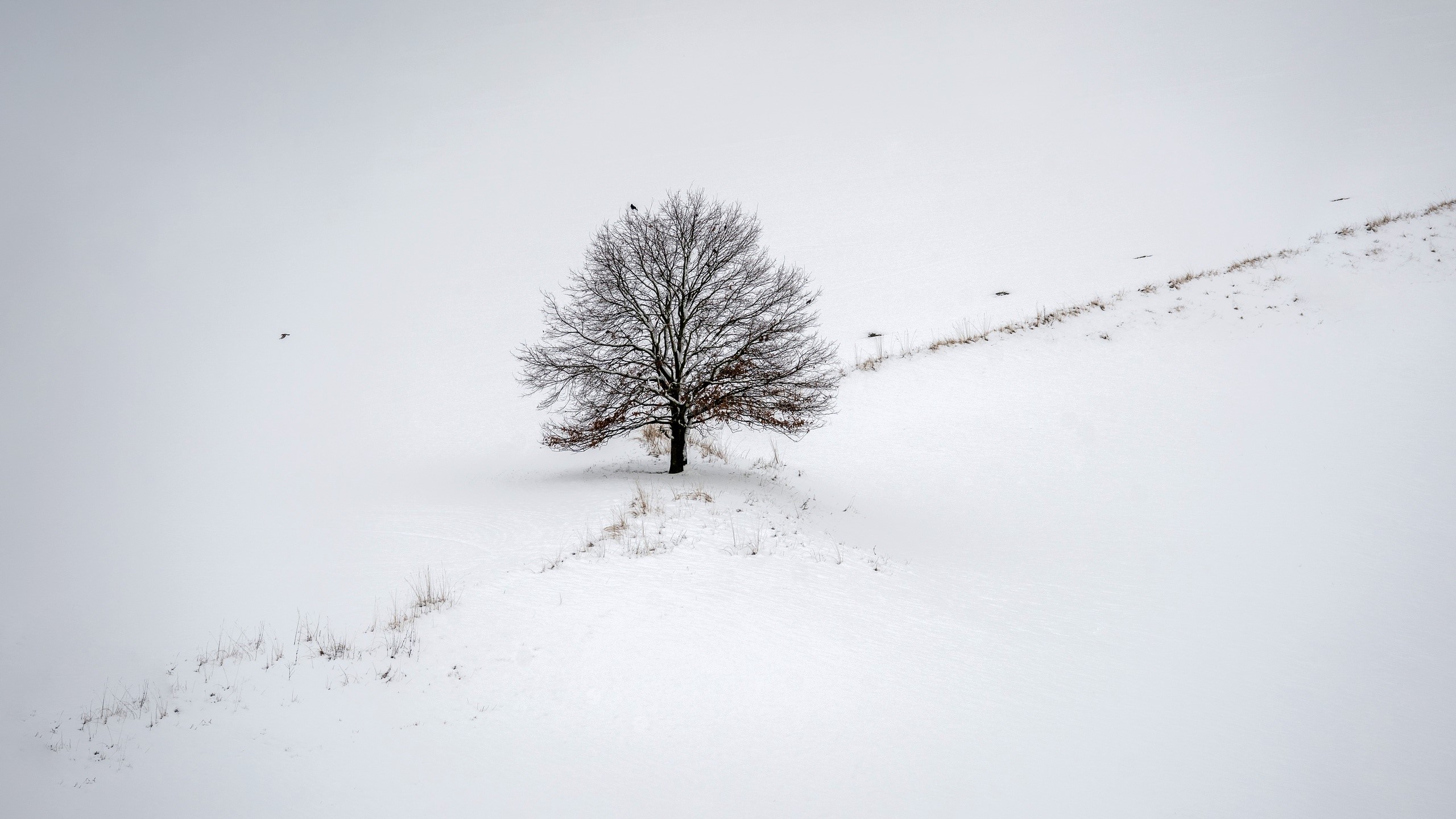 snow, winter, landscape, trees, white, HD Wallpaper