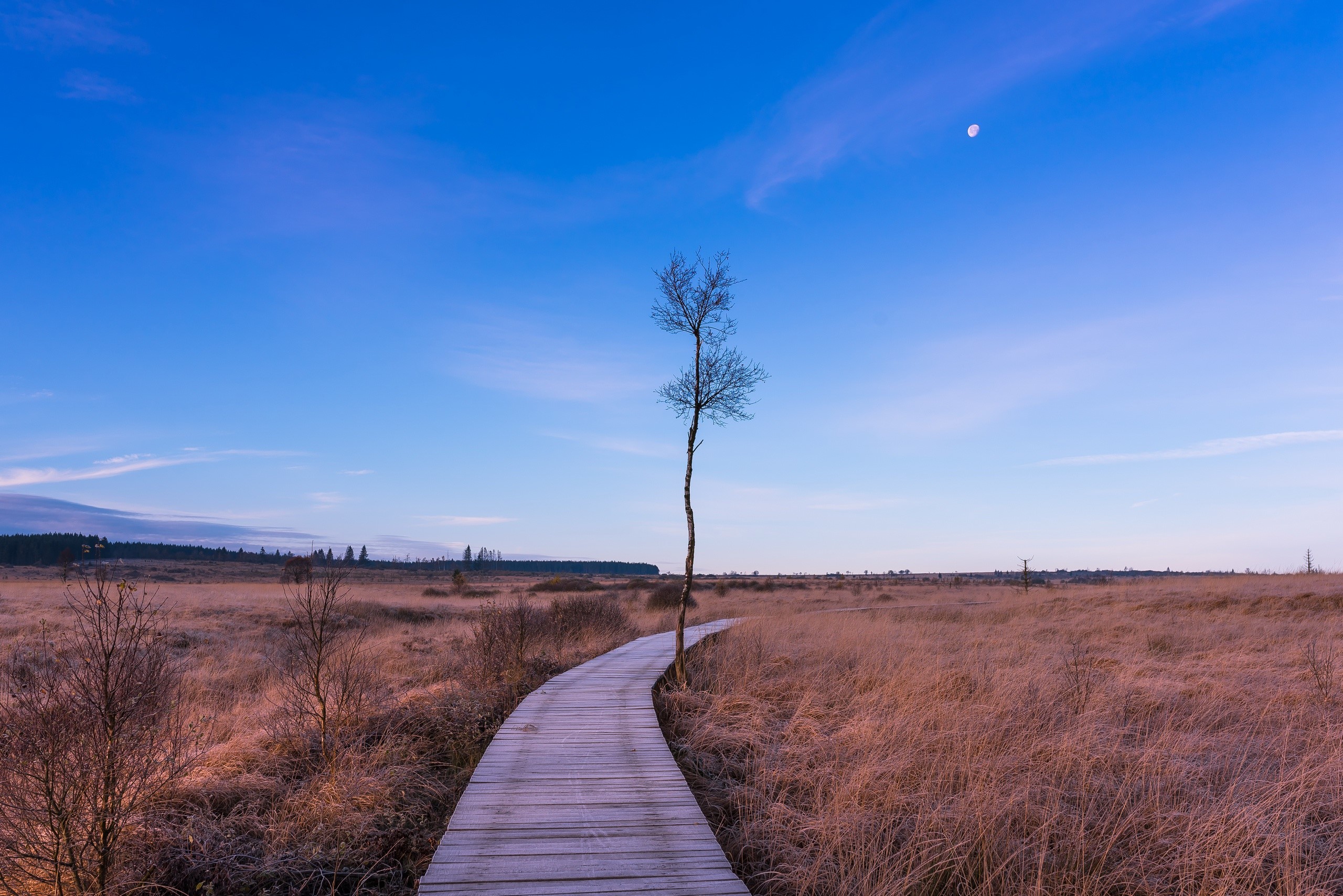 landscape, field, trees, outdoors, HD Wallpaper