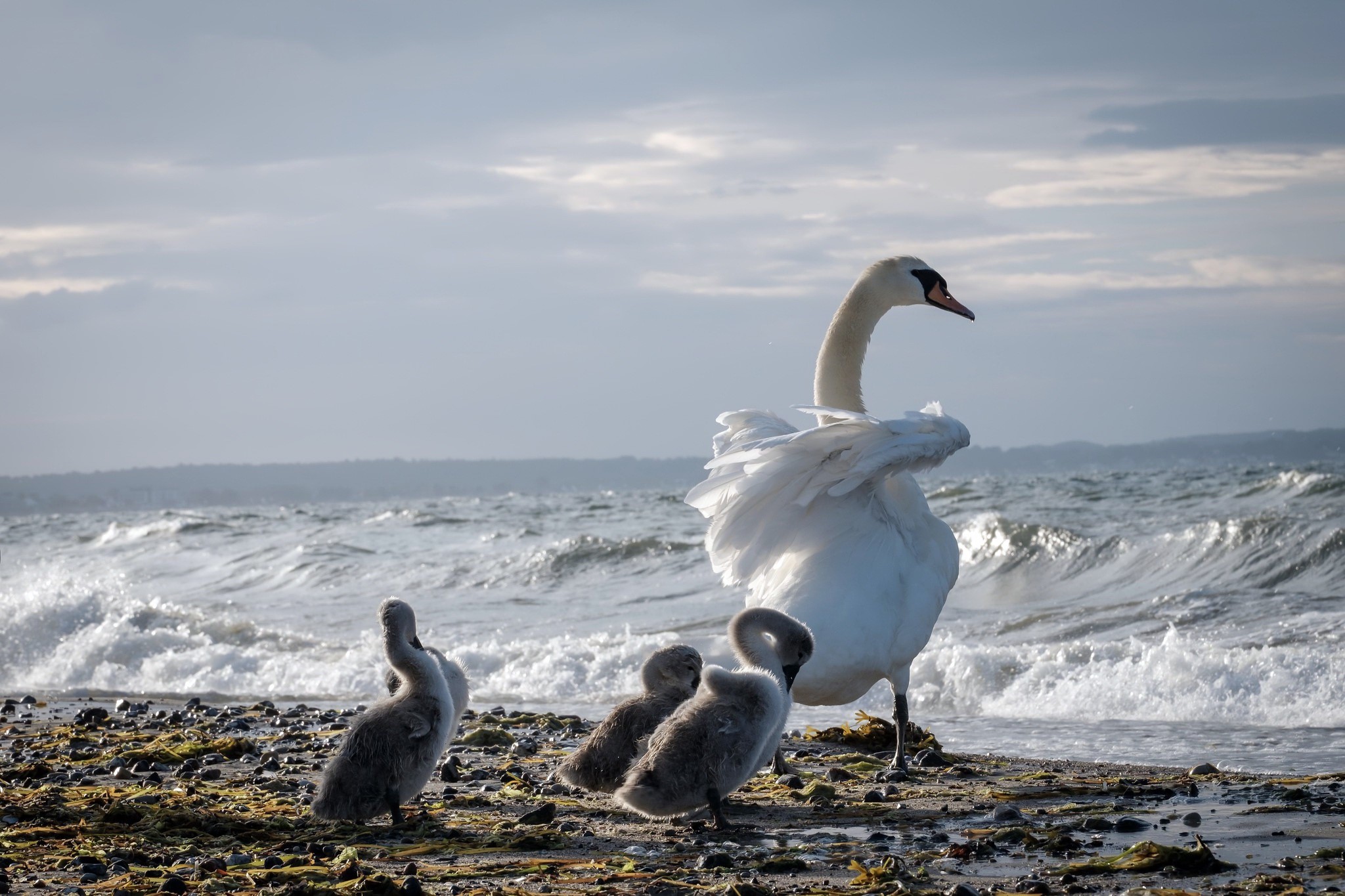 sea, coast, birds, animals, nature, HD Wallpaper