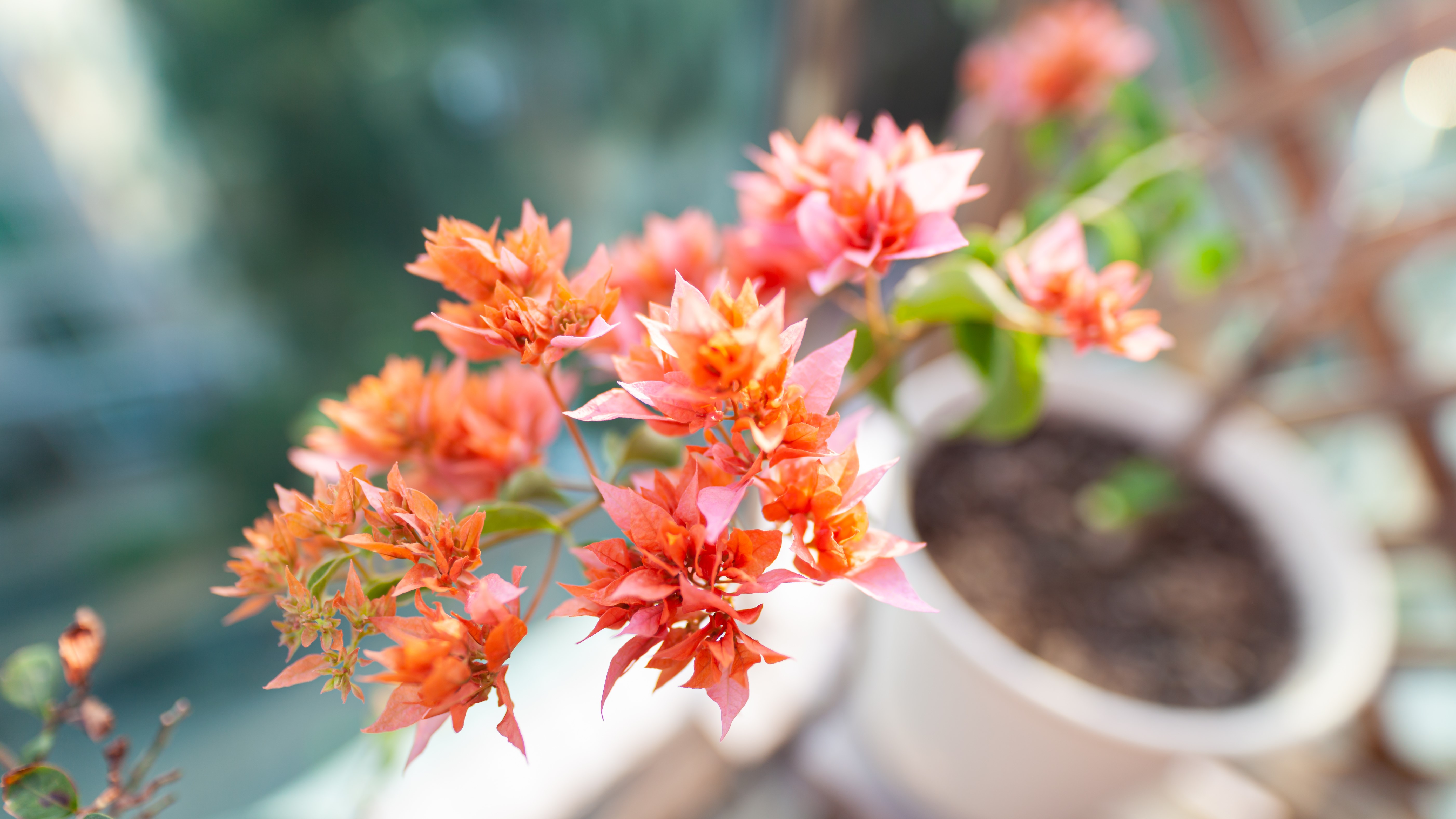 photography, flowers, plants, colorful, HD Wallpaper