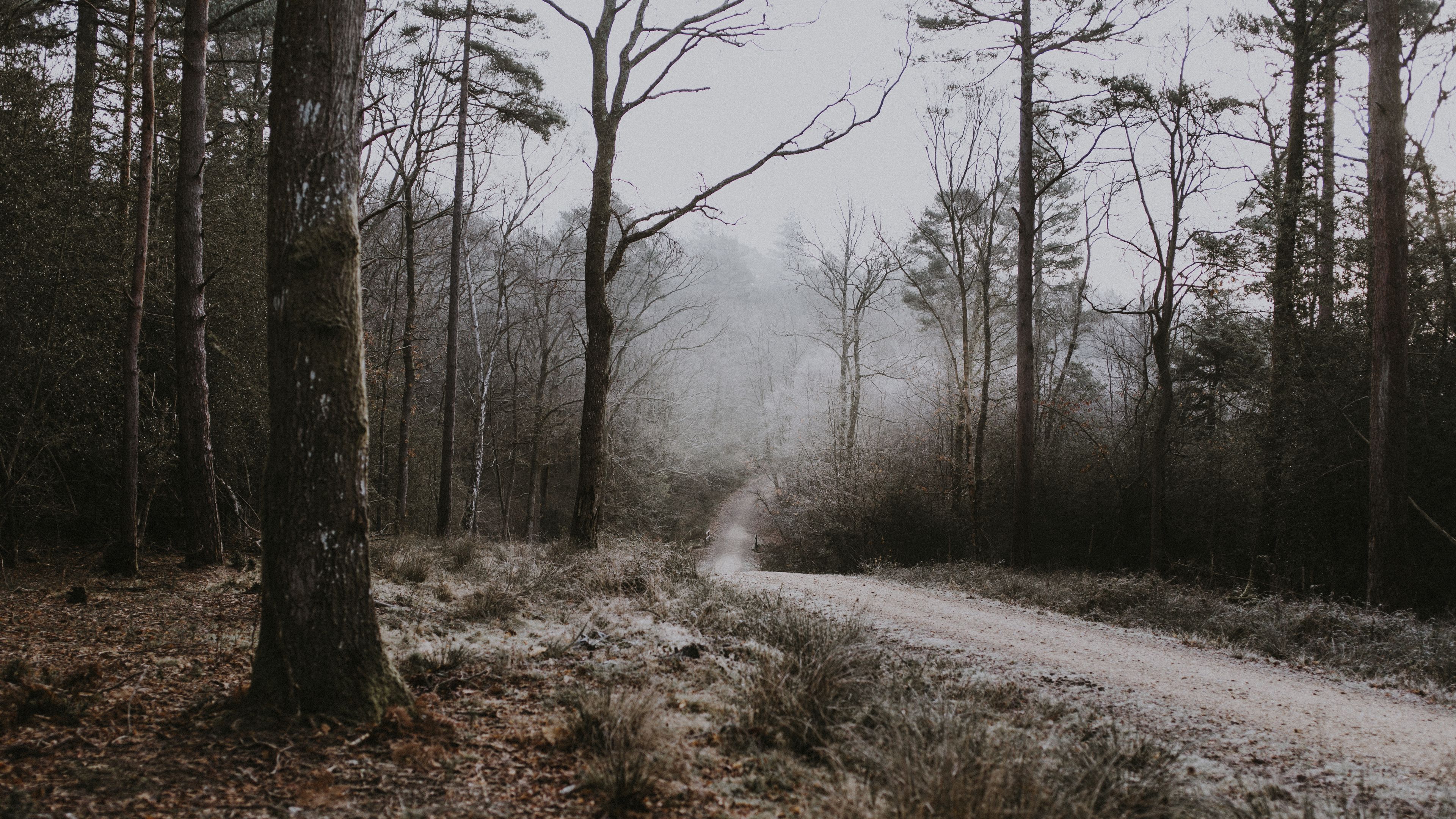 forest, path, fog, trees, frost, autumn, 4k, HD Wallpaper