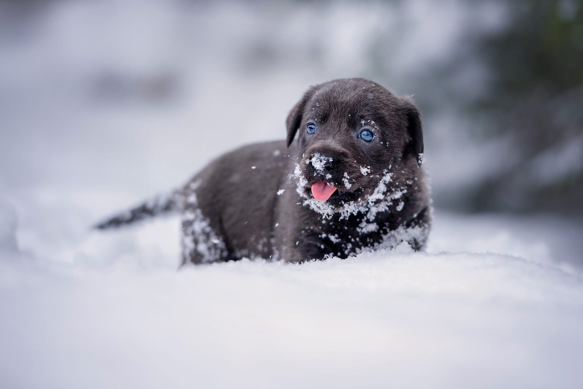 snow, winter, animals, mammals, puppies, outdoors, dog, HD Wallpaper