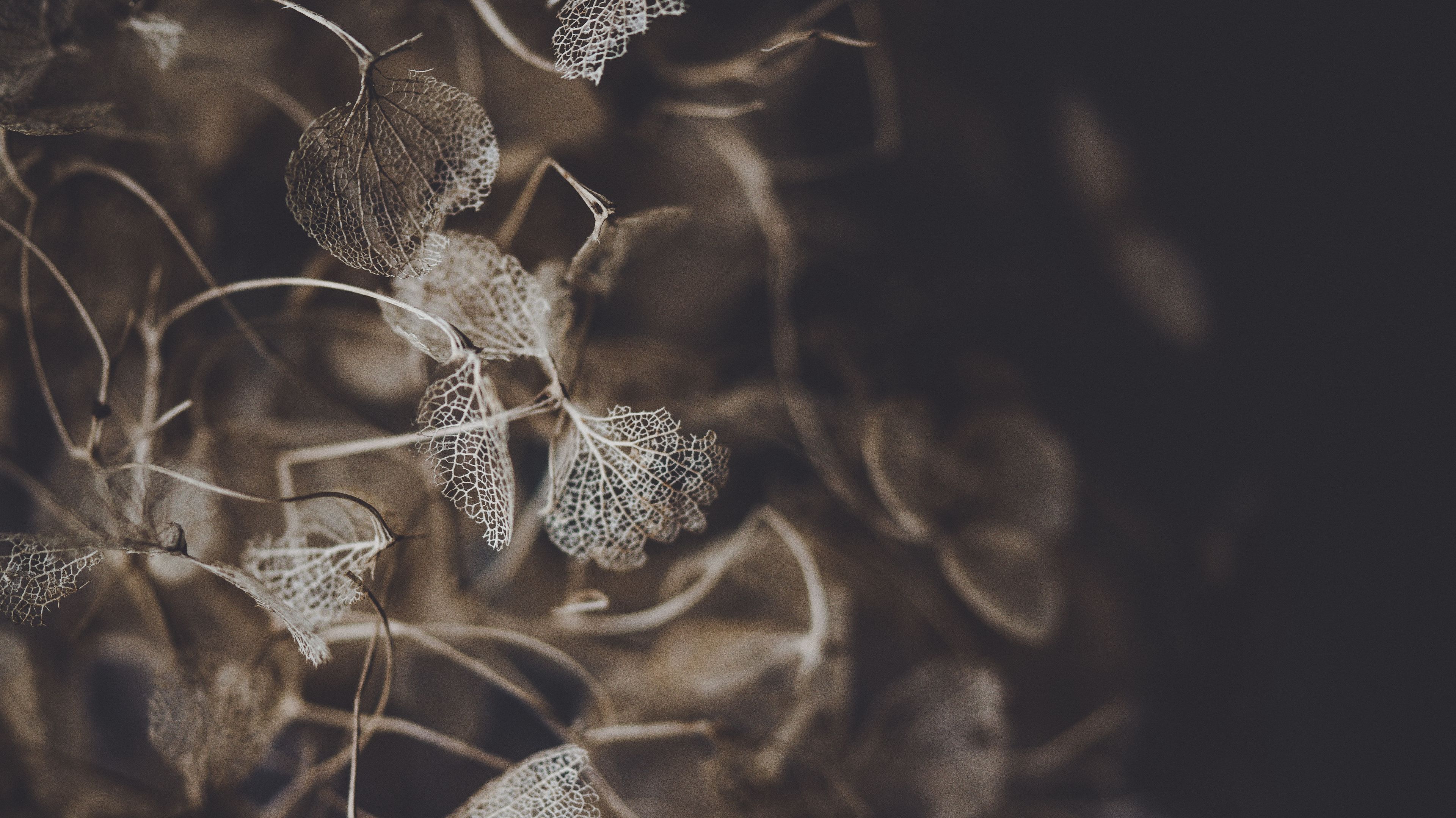 plant, macro, flower, leaves, petals, 4k, HD Wallpaper