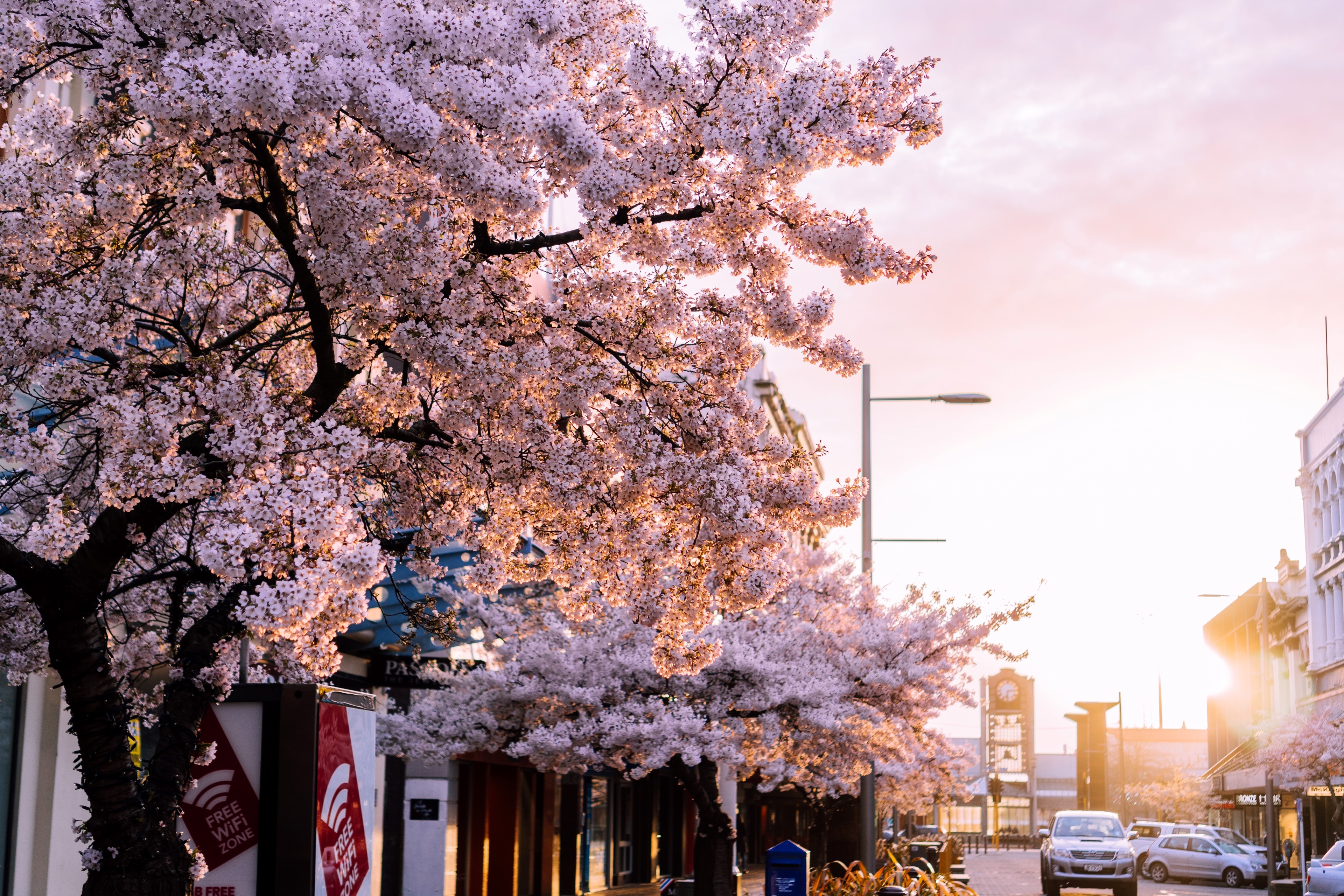 spring, New Zealand, invercargill, sunset, HD Wallpaper