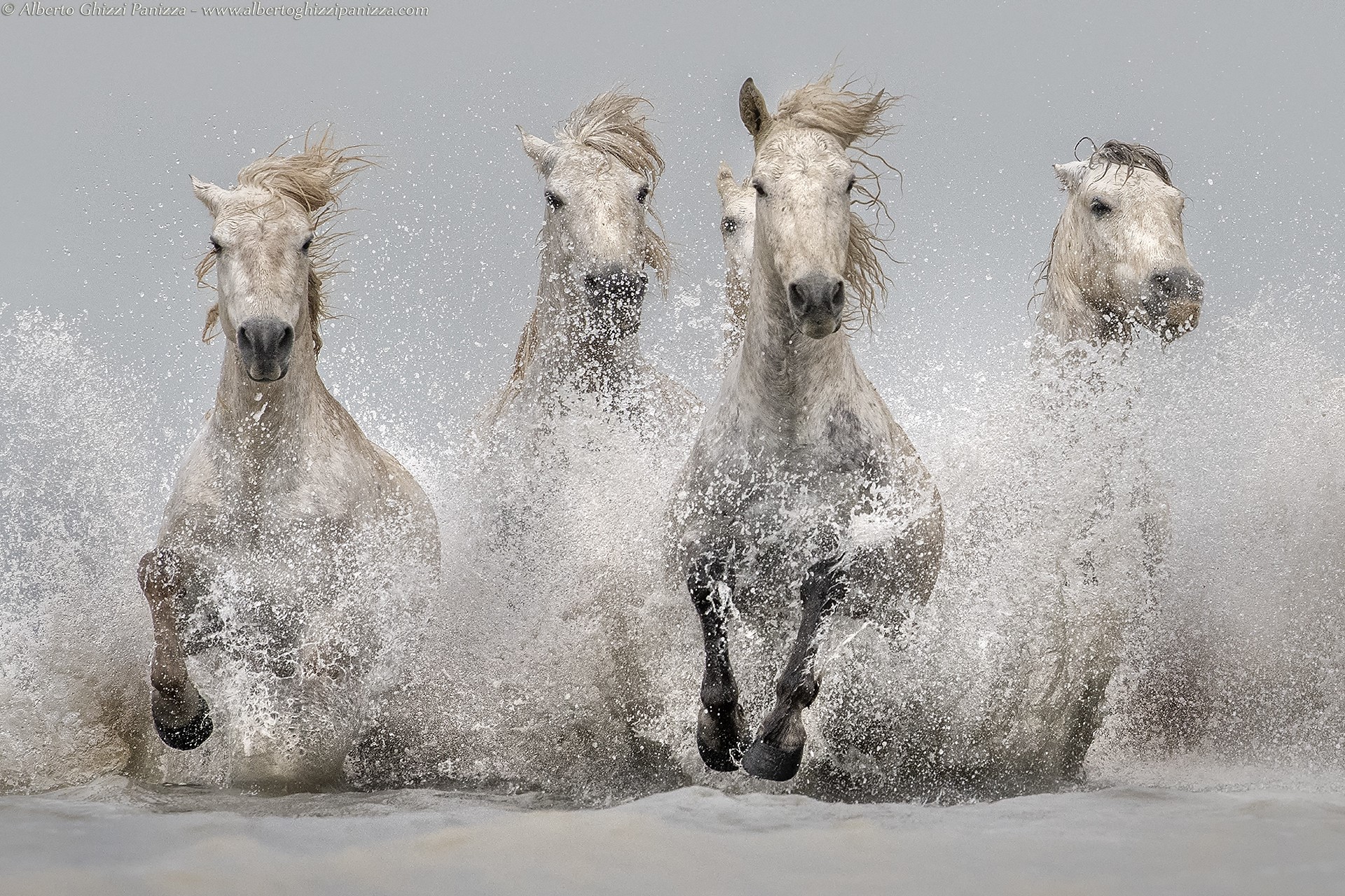 animals, horse, mammals, water, frontal view, HD Wallpaper