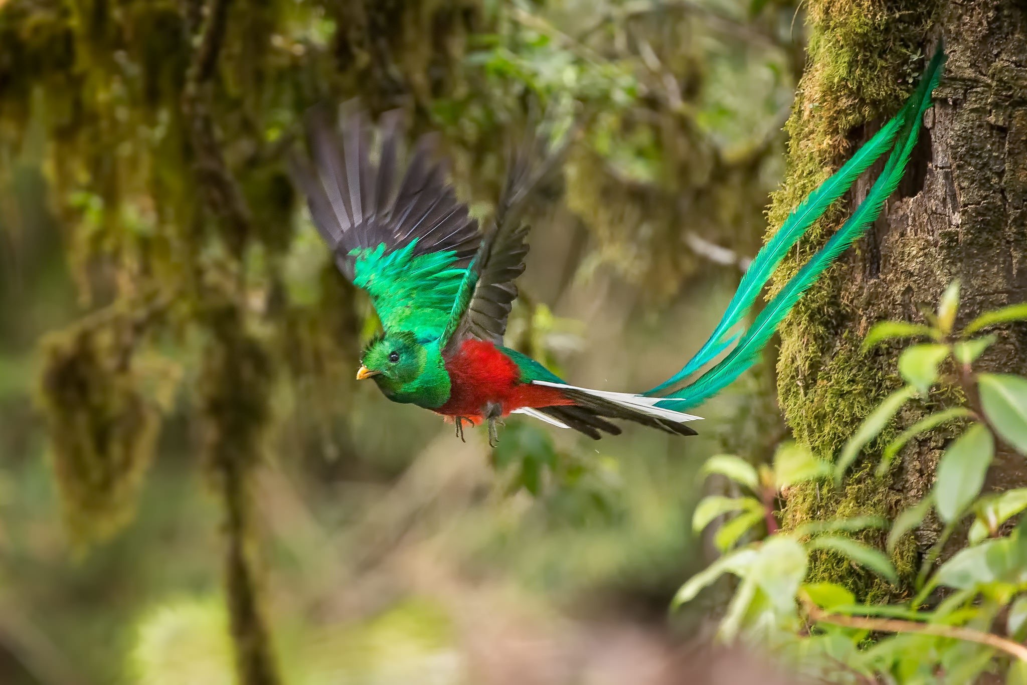 birds, animals, nature, Quetzal, HD Wallpaper