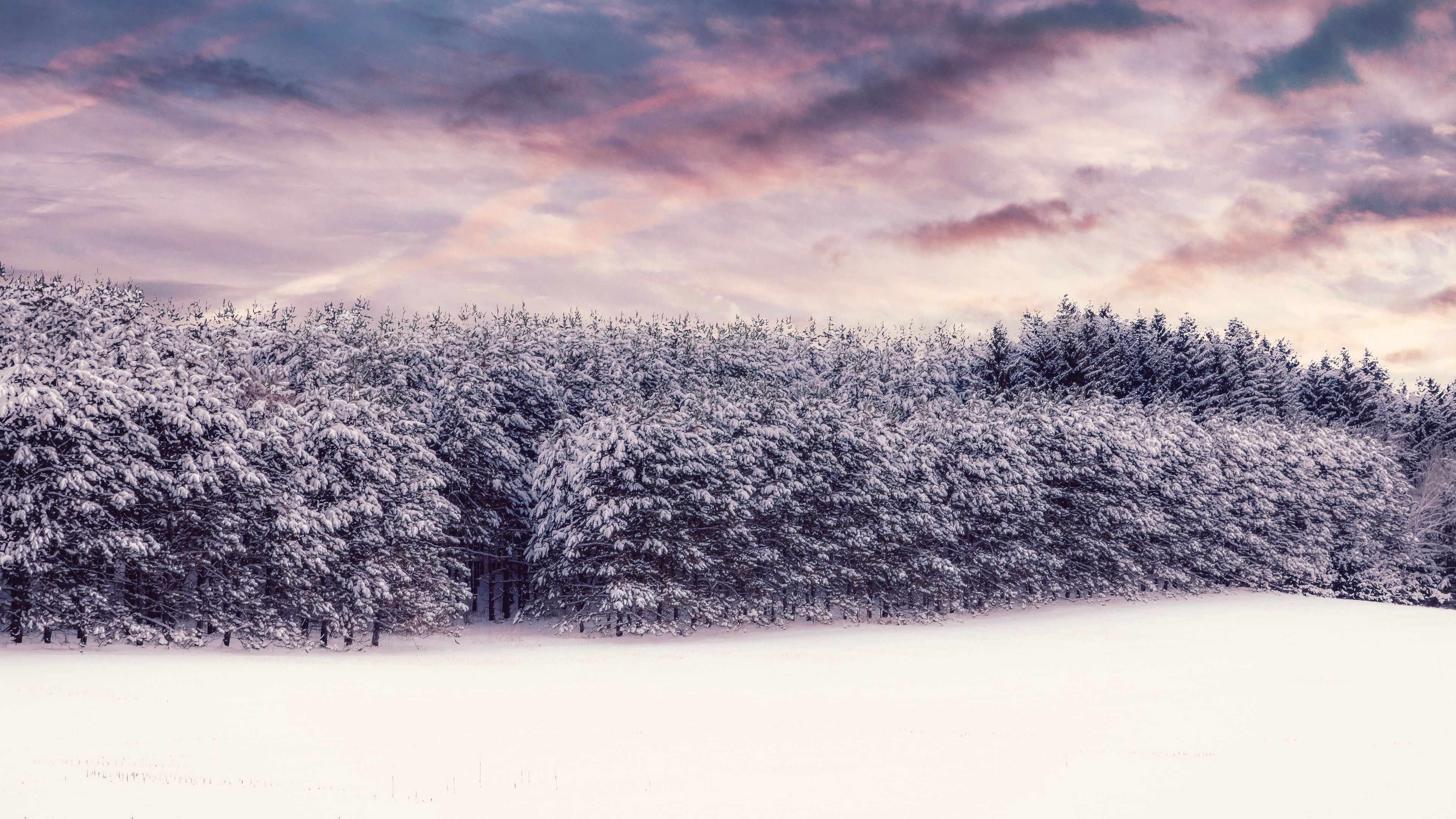 trees, snow, snowy, winter, forest, 4k, HD Wallpaper