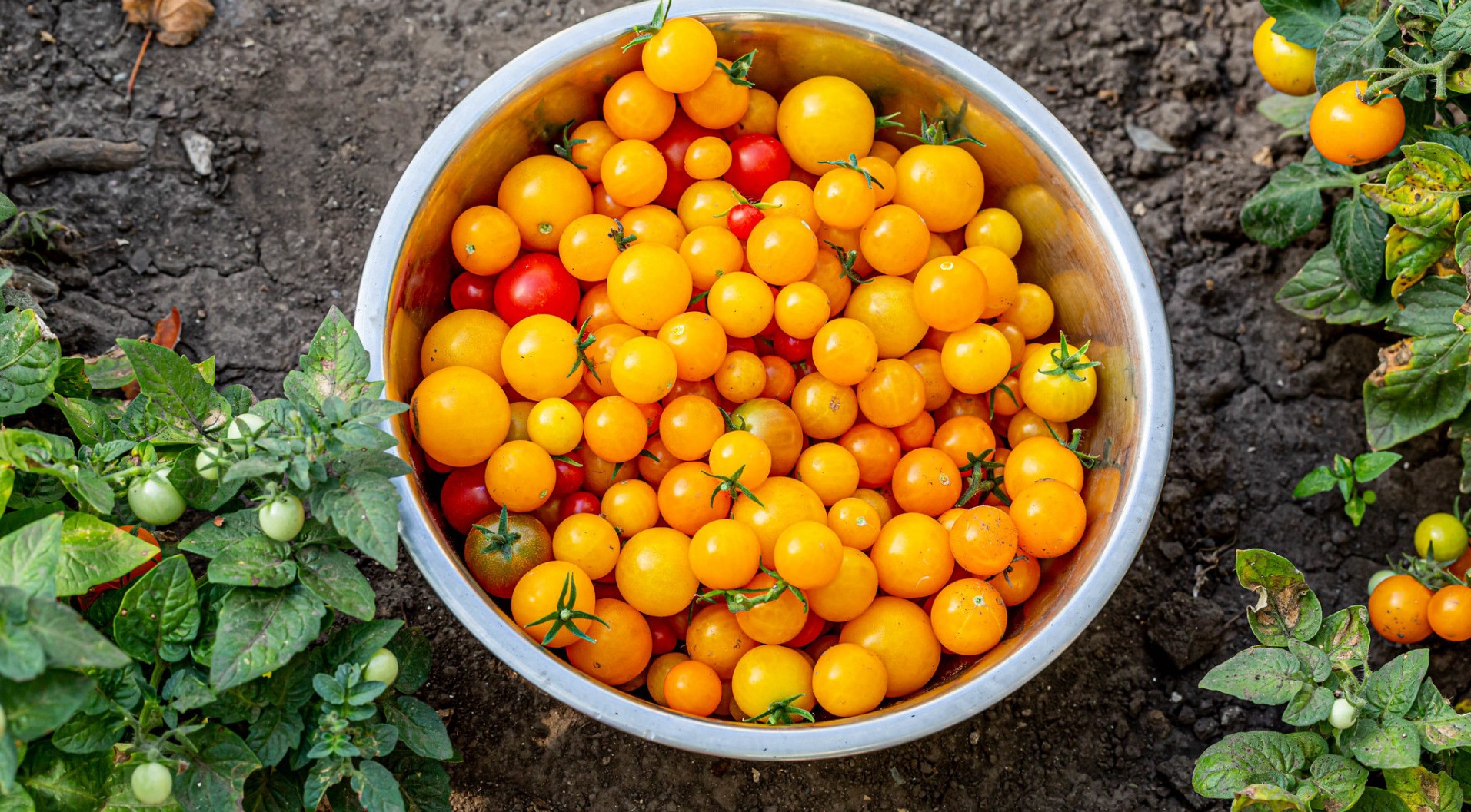 food, tomatoes, colorful, yellow, plants, dirt, HD Wallpaper