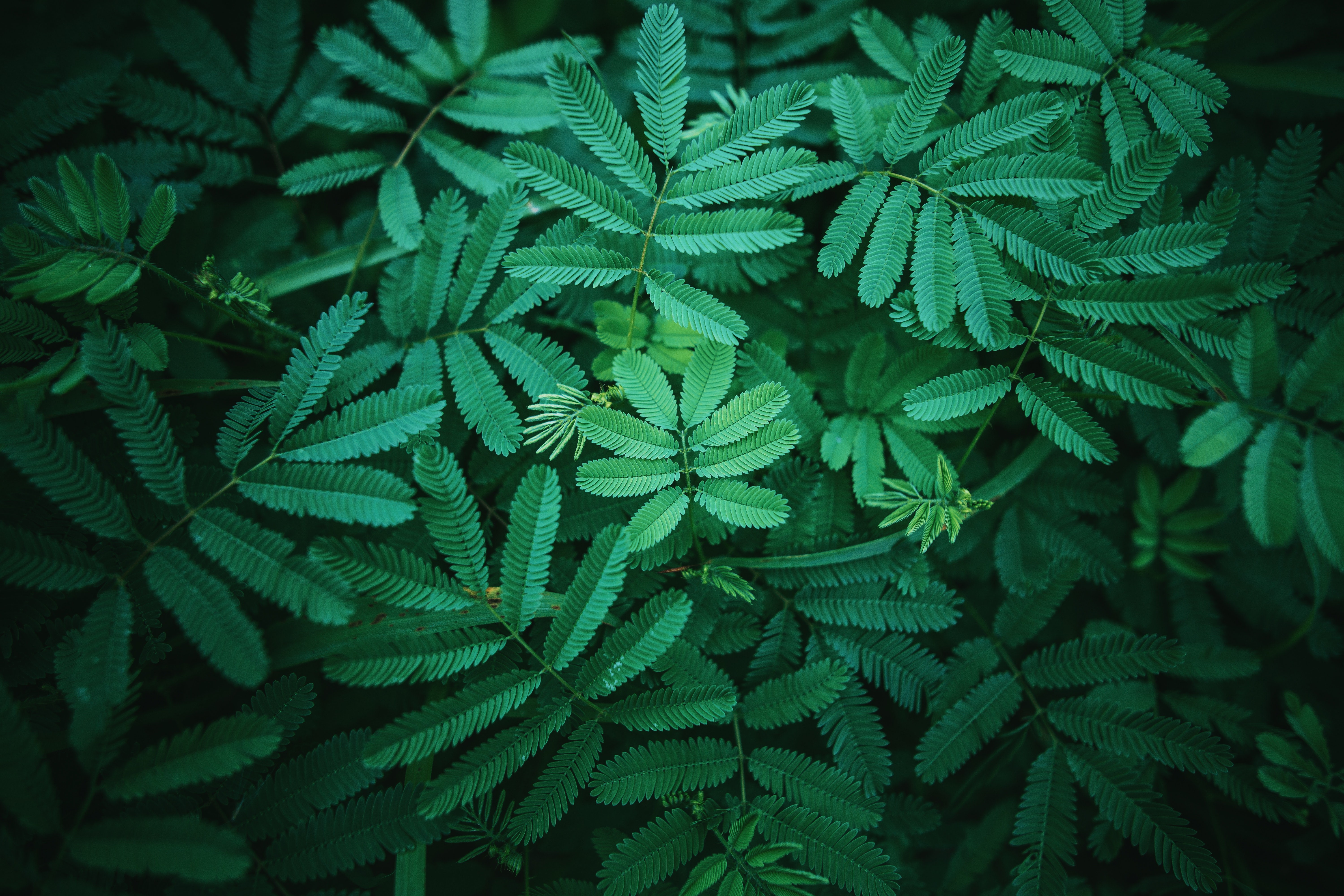 plants, green, leaves, HD Wallpaper