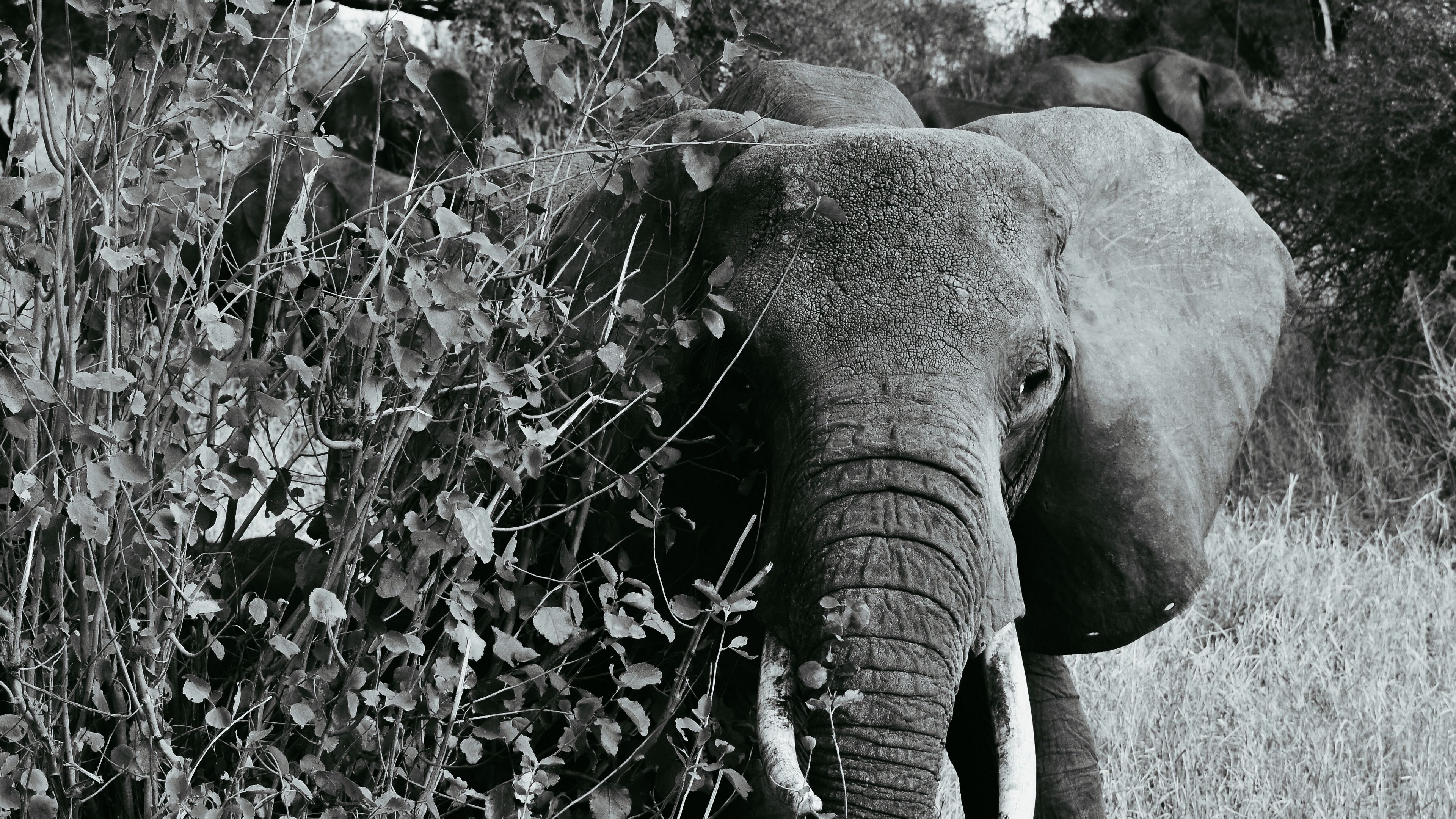 elephant bw, walking, wildlife, 4k, HD Wallpaper
