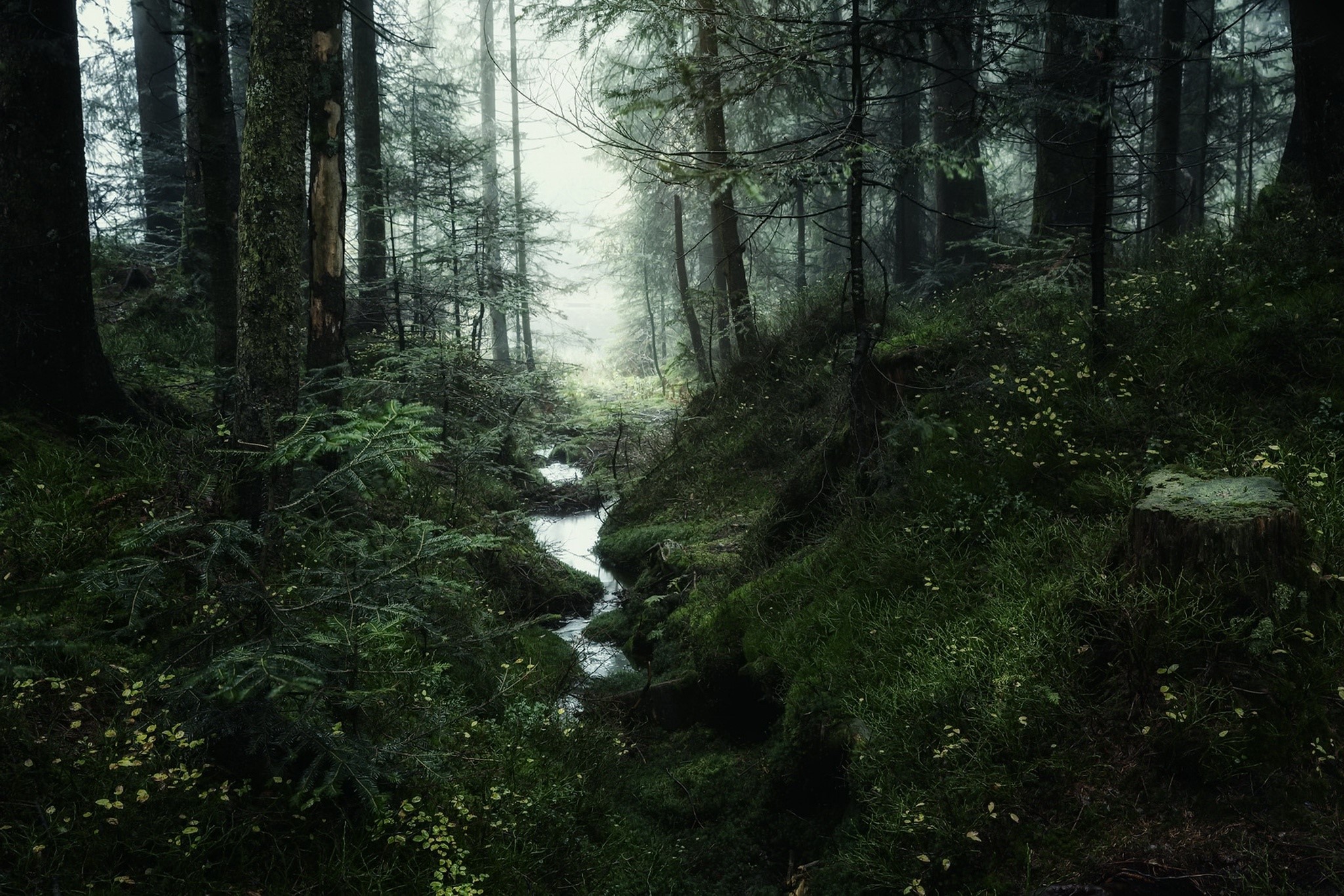 forest, nature, trees, outdoors, HD Wallpaper